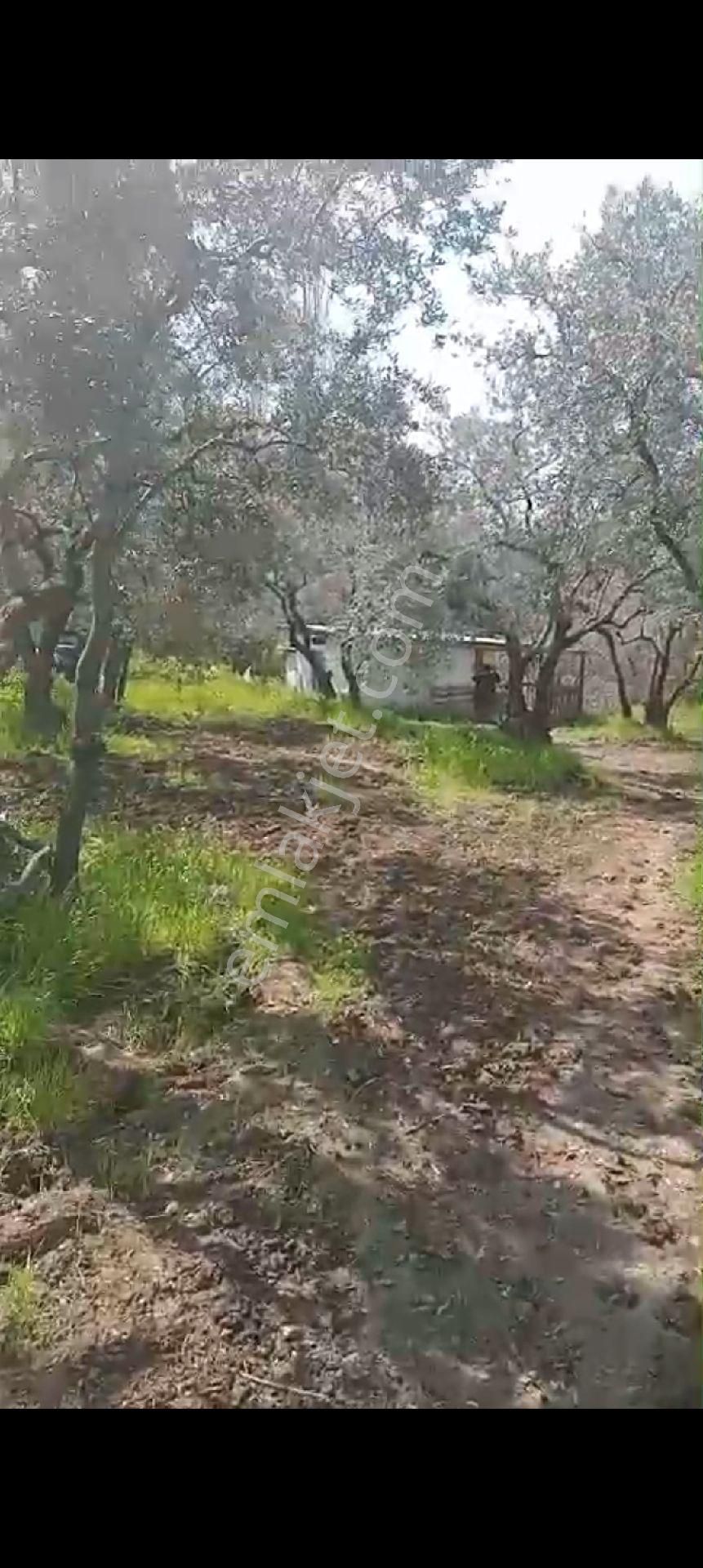 Balıkesir Erdek Atatürk Mahallesinde Satılık Deniz Manzarali Zeytinlik - Görsel 13