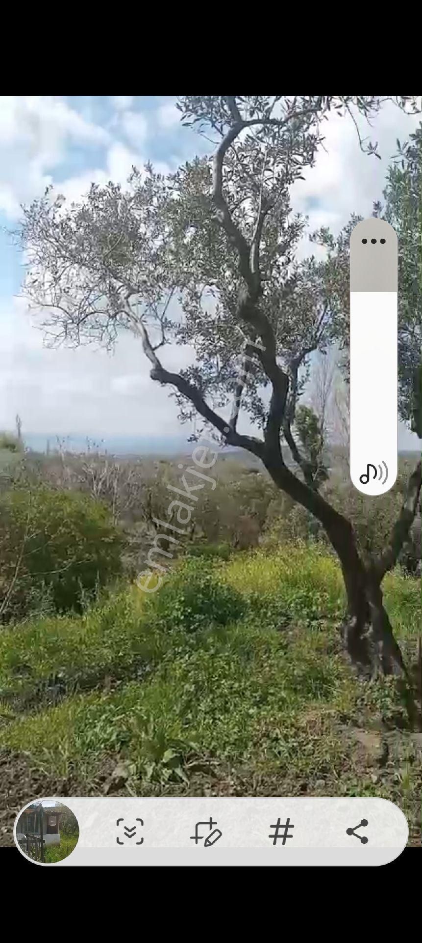 Balıkesir Erdek Atatürk Mahallesinde Satılık Deniz Manzarali Zeytinlik - Görsel 5