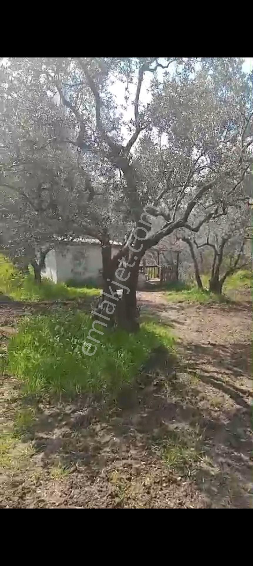 Balıkesir Erdek Atatürk Mahallesinde Satılık Deniz Manzarali Zeytinlik - Görsel 12