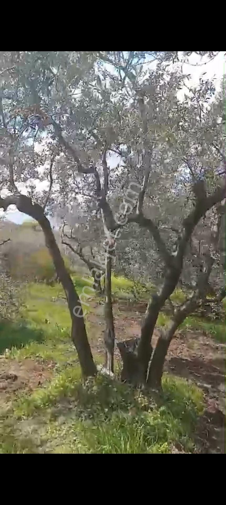 Balıkesir Erdek Atatürk Mahallesinde Satılık Deniz Manzarali Zeytinlik - Görsel 11