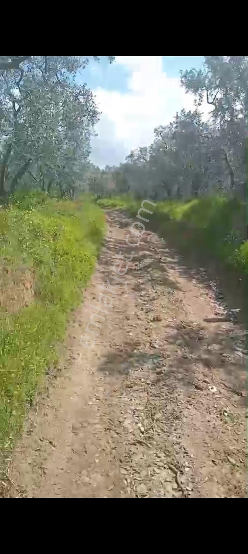 Balıkesir Erdek Atatürk Mahallesinde Satılık Deniz Manzarali Zeytinlik - Görsel 25