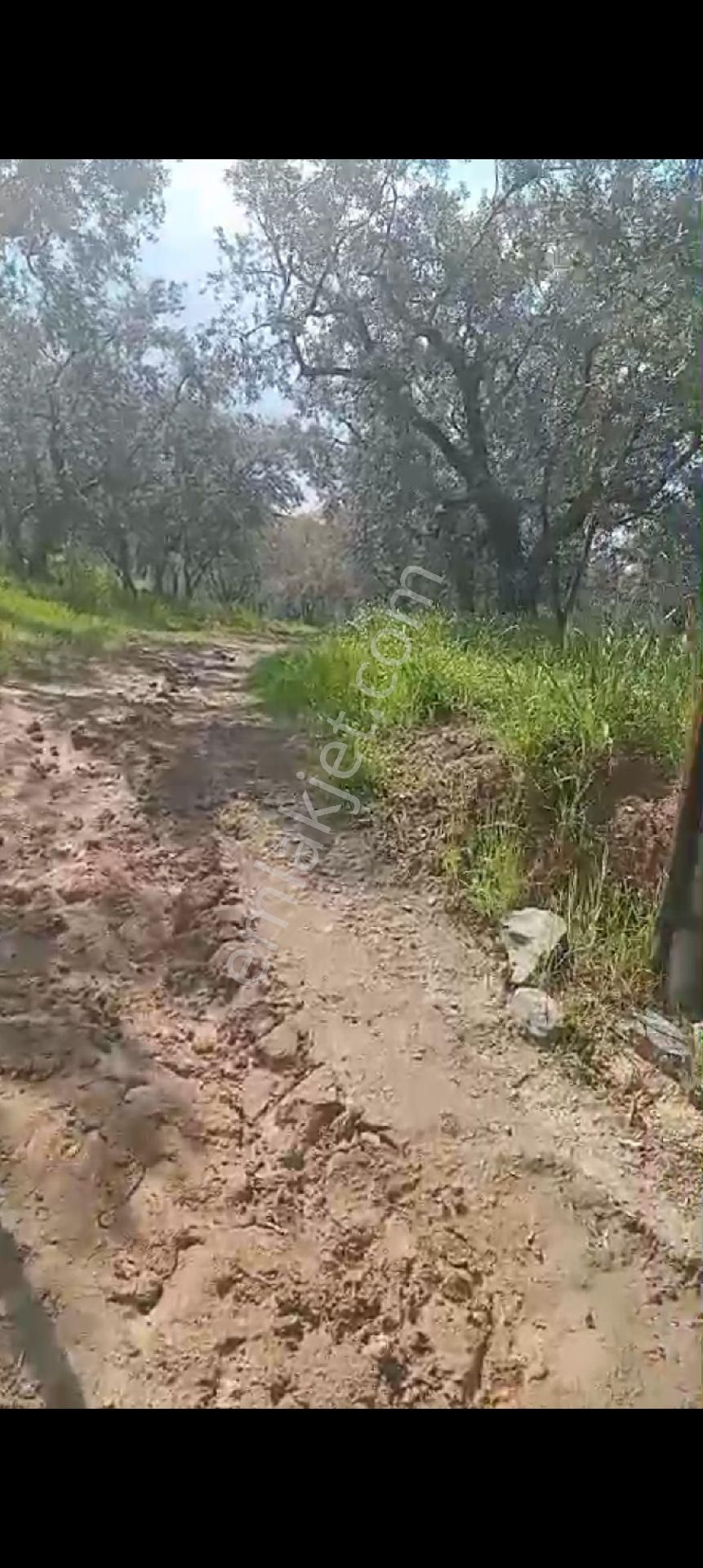 Balıkesir Erdek Atatürk Mahallesinde Satılık Deniz Manzarali Zeytinlik - Görsel 29