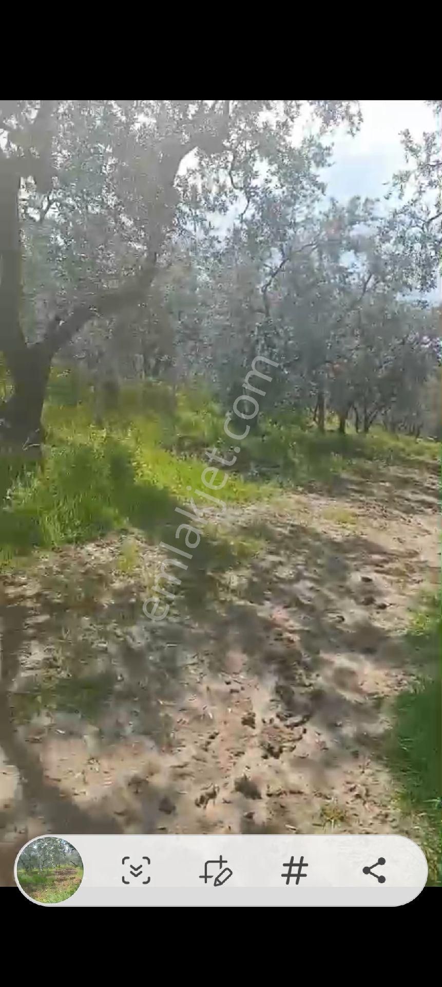 Balıkesir Erdek Atatürk Mahallesinde Satılık Deniz Manzarali Zeytinlik - Görsel 24