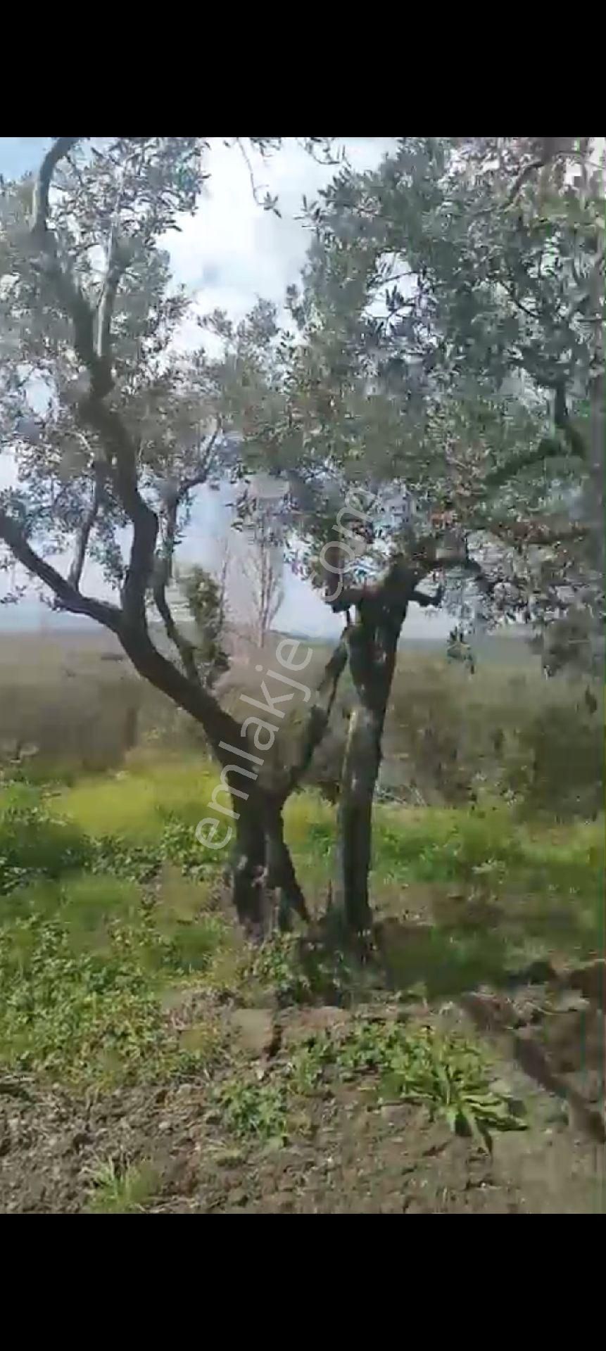 Balıkesir Erdek Atatürk Mahallesinde Satılık Deniz Manzarali Zeytinlik - Görsel 6
