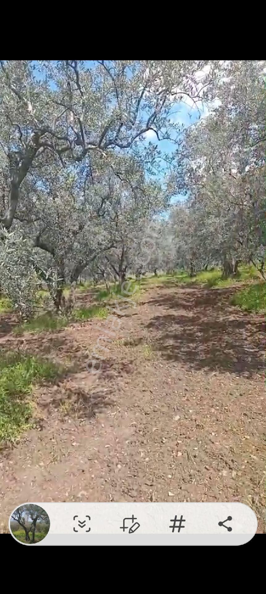 Balıkesir Erdek Atatürk Mahallesinde Satılık Deniz Manzarali Zeytinlik - Görsel 4