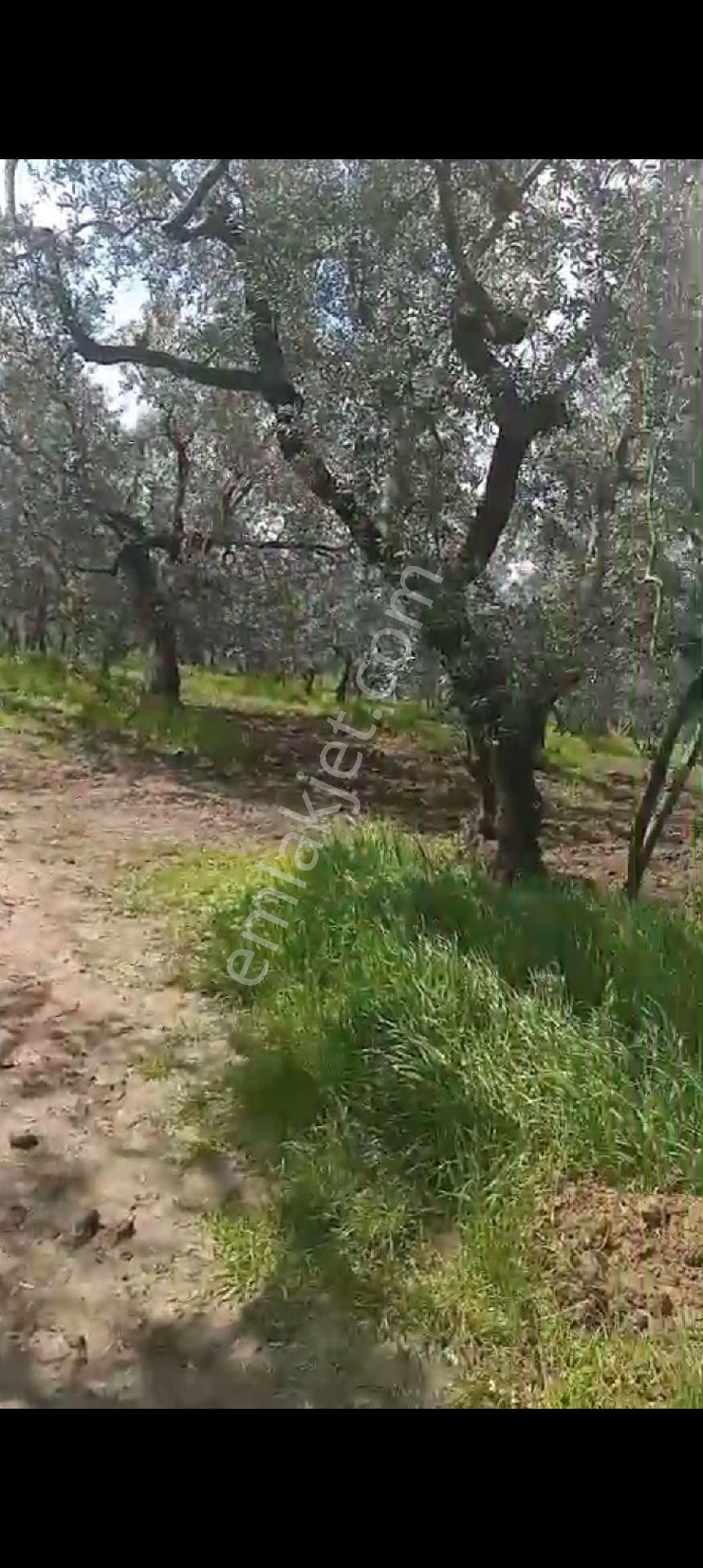 Balıkesir Erdek Atatürk Mahallesinde Satılık Deniz Manzarali Zeytinlik - Görsel 22
