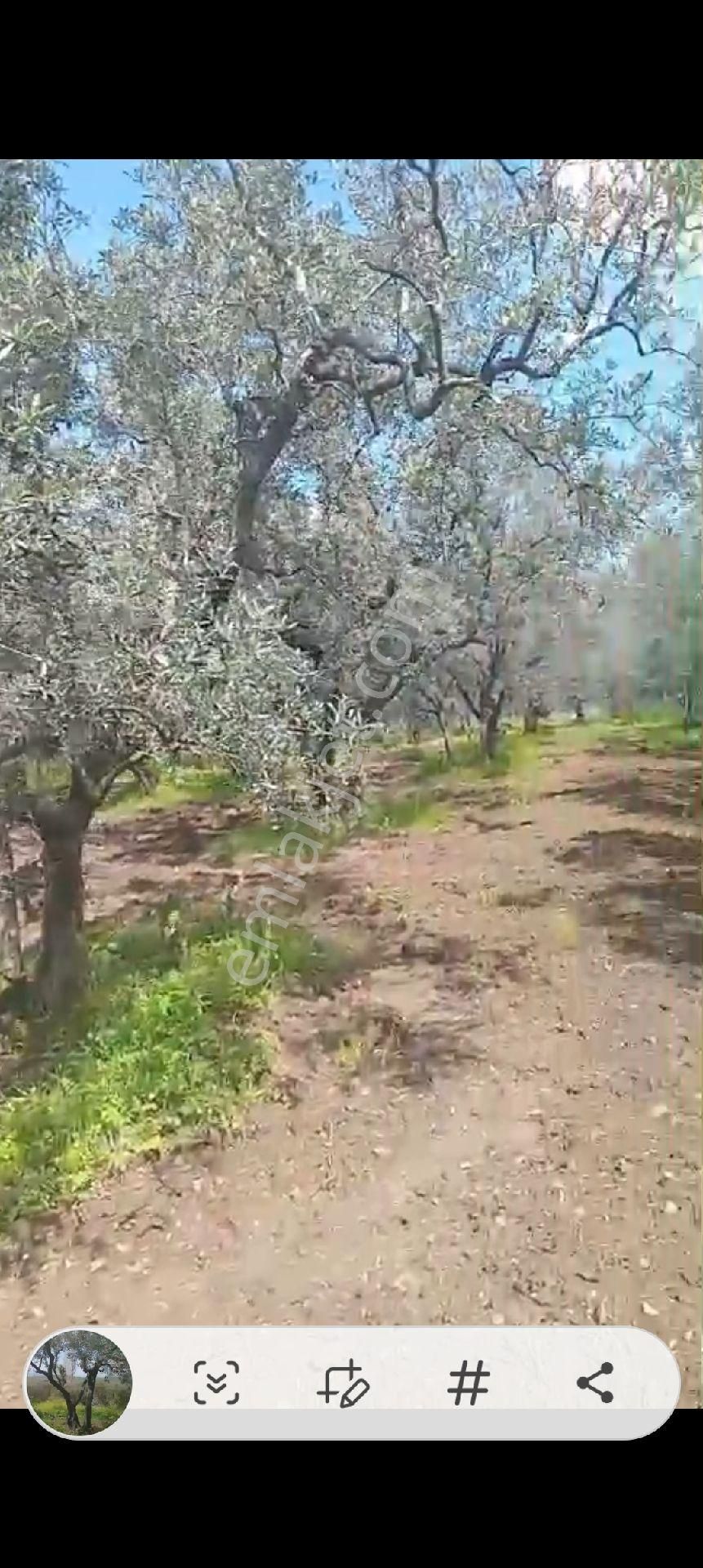 Balıkesir Erdek Atatürk Mahallesinde Satılık Deniz Manzarali Zeytinlik - Görsel 3
