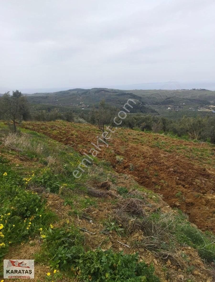 Mudanya Tirilyede Satılık Kupon Zeytinlik - Görsel 3