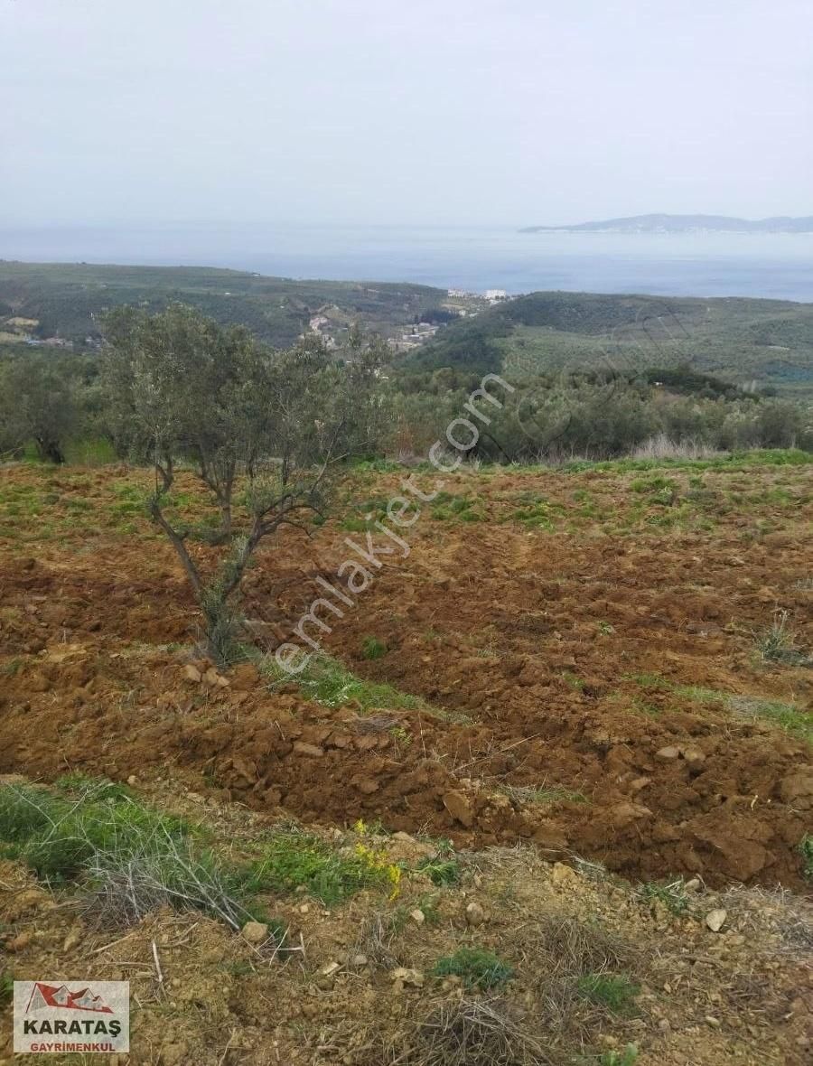 Mudanya Tirilyede Satılık Kupon Zeytinlik - Görsel 12