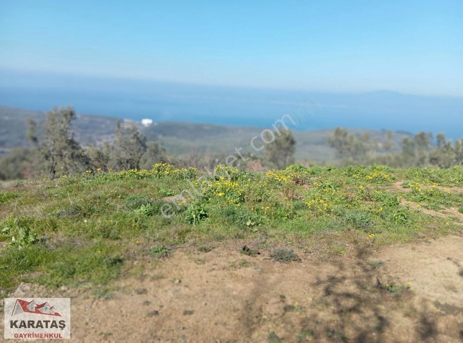 Mudanya Tirilyede Satılık Kupon Zeytinlik - Görsel 10