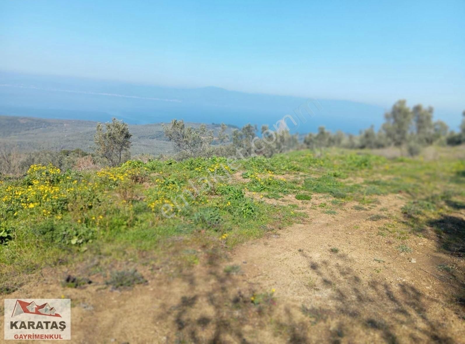 Mudanya Tirilyede Satılık Kupon Zeytinlik - Görsel 8