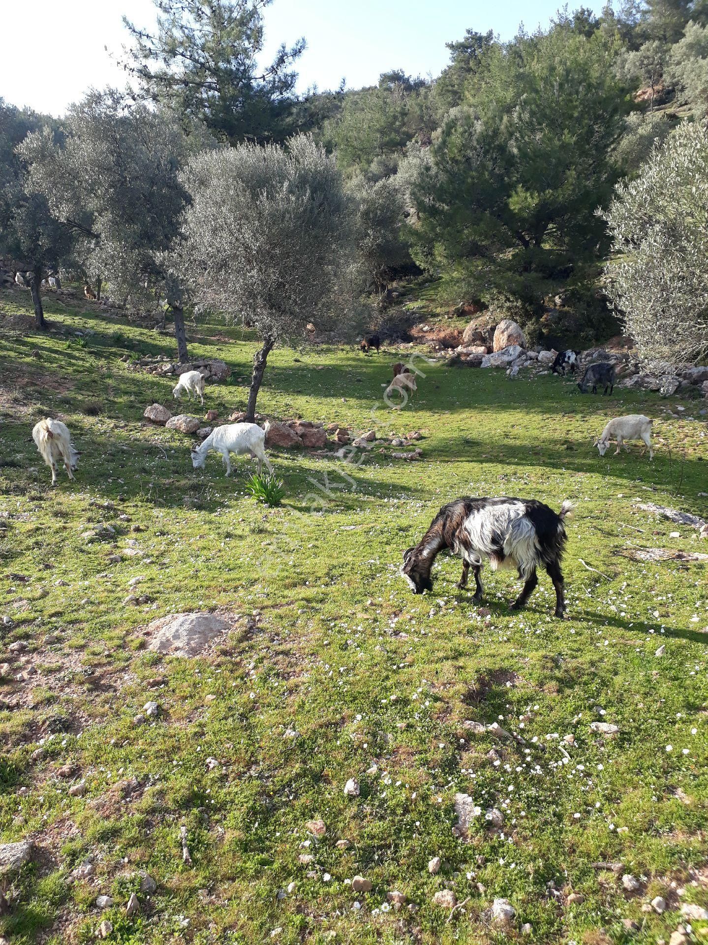 Seferihisar Orhanlıda 3500m2 Zeytinli Tarla .resmi Yola Cepheli - Görsel 4
