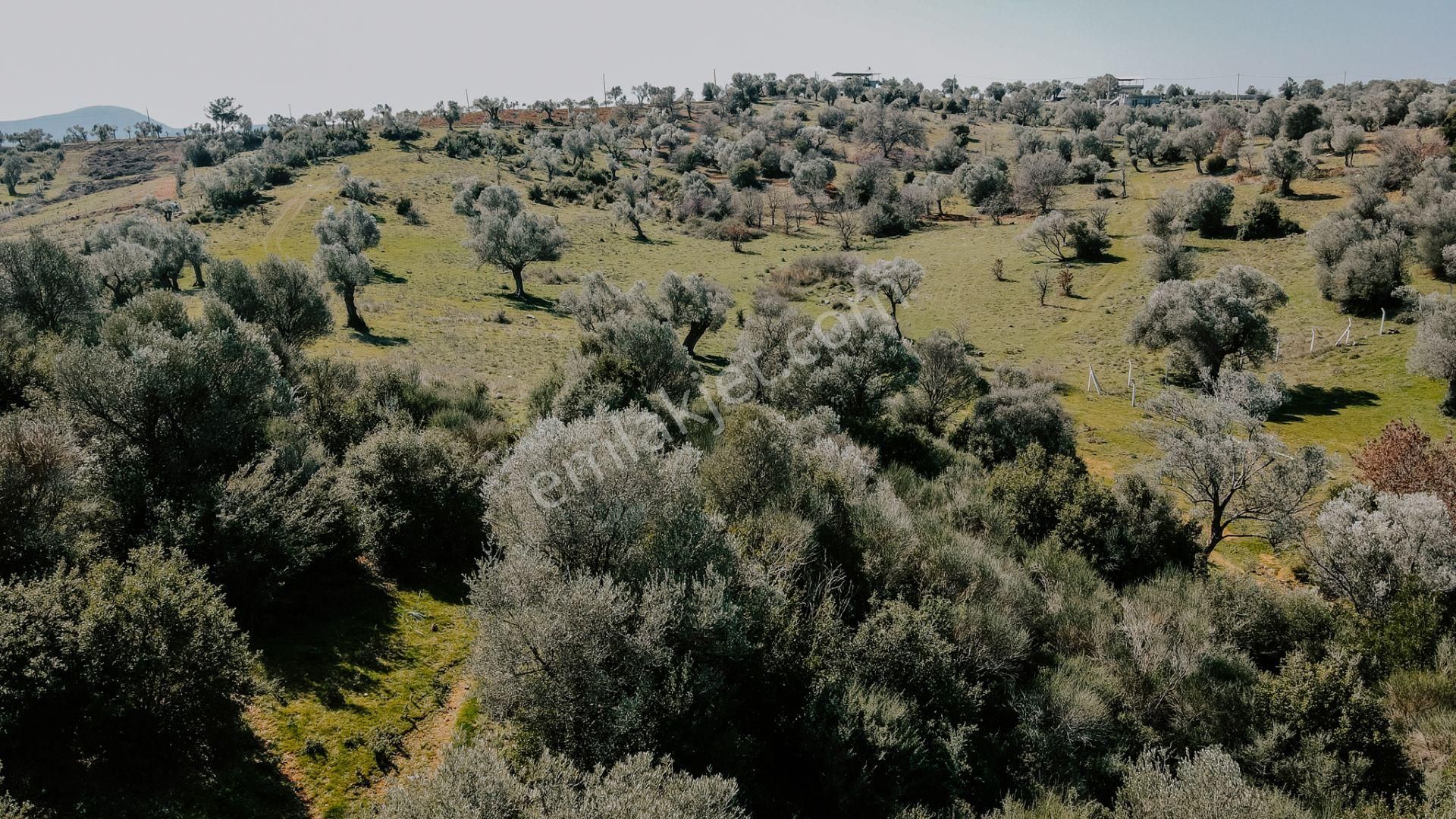 Menderes Akçaköy'de 13.303 M2 Mükemmel Lokasyon'da Fırsat Arazi - Görsel 6