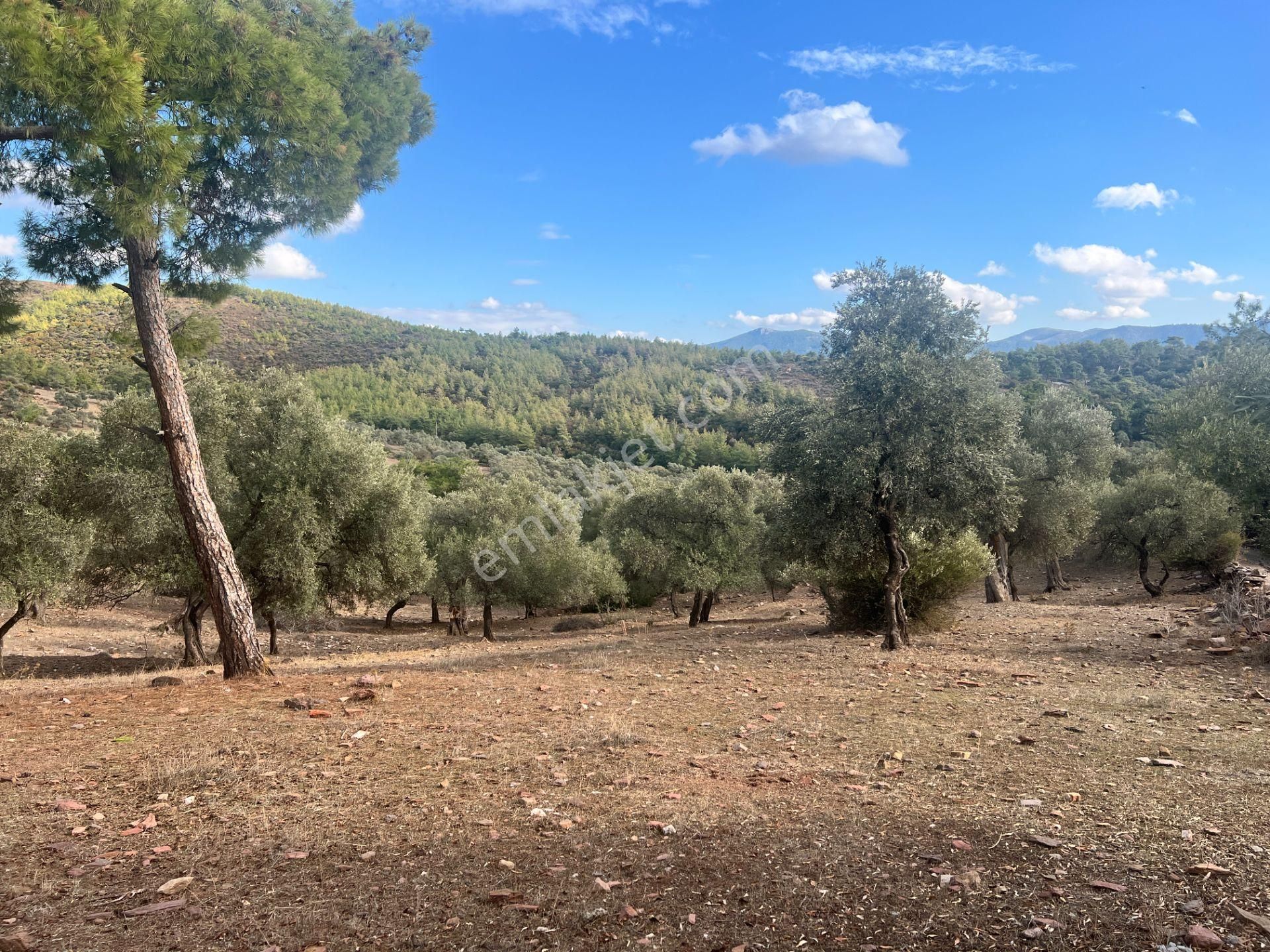 Muğla Bodrum Bahçeyakası'nda Anayola 105m Cepheli 6.186m² Arazi - Görsel 27
