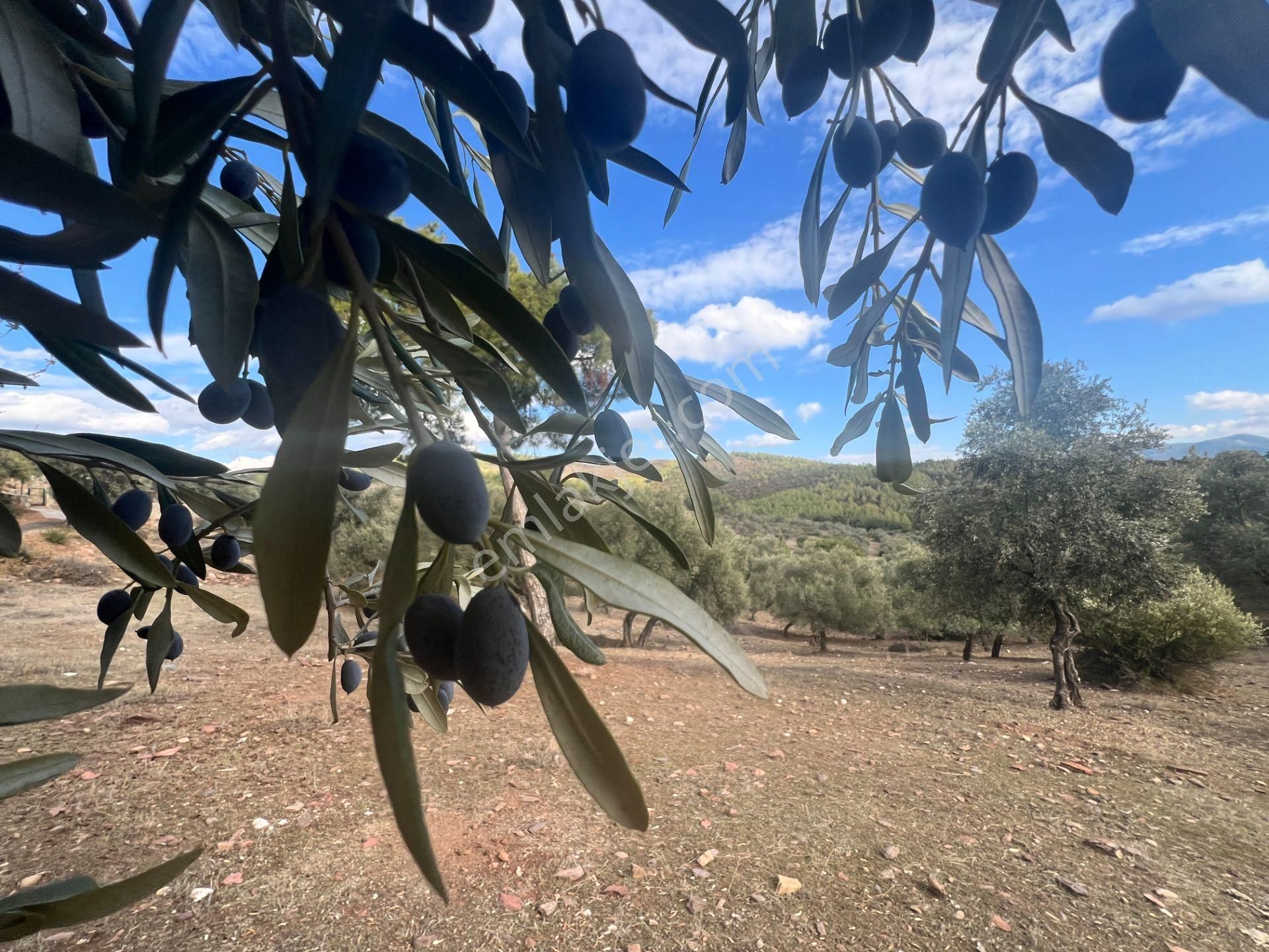Muğla Bodrum Bahçeyakası'nda Anayola 105m Cepheli 6.186m² Arazi - Görsel 24