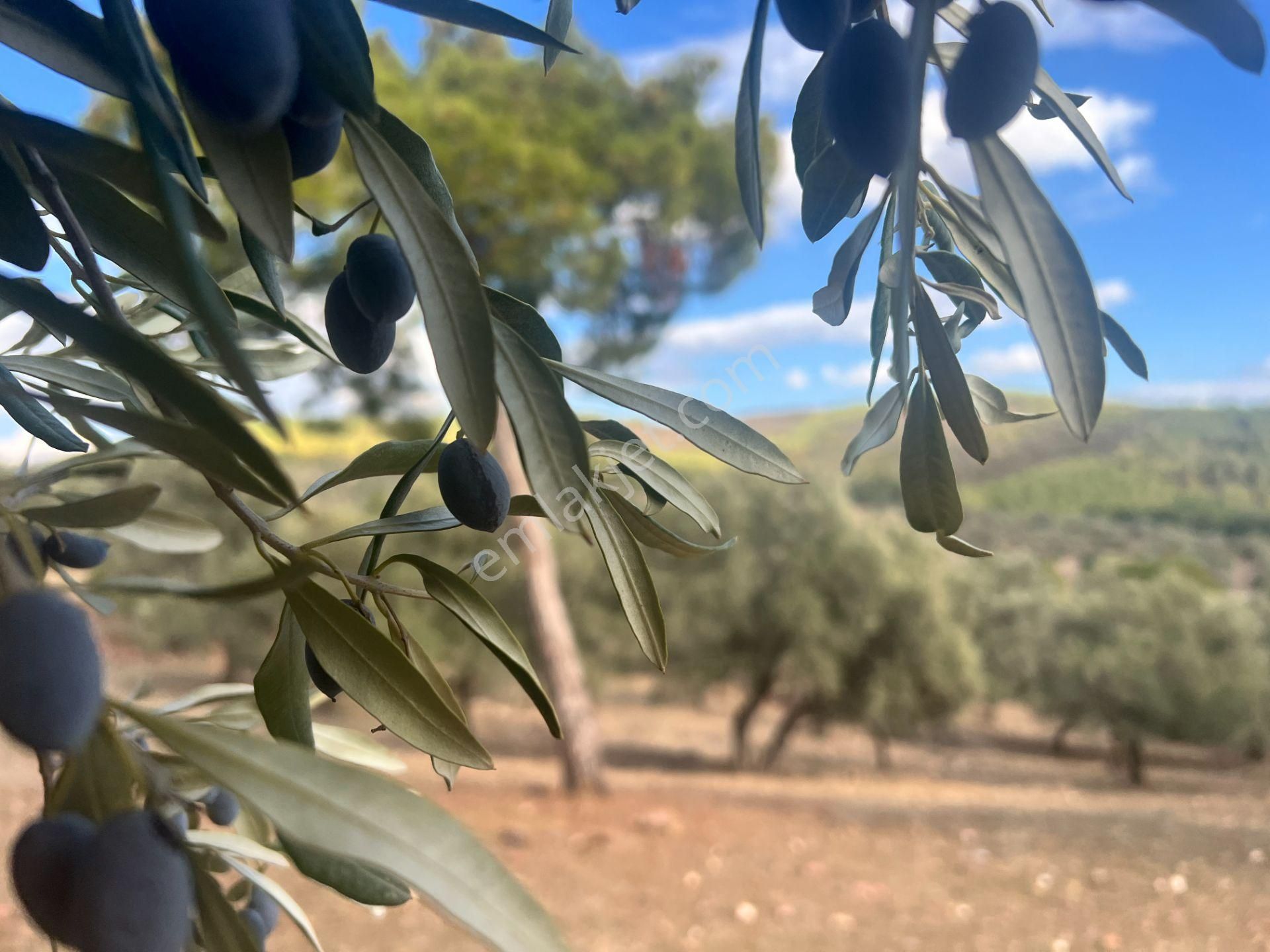 Muğla Bodrum Bahçeyakası'nda Anayola 105m Cepheli 6.186m² Arazi - Görsel 22