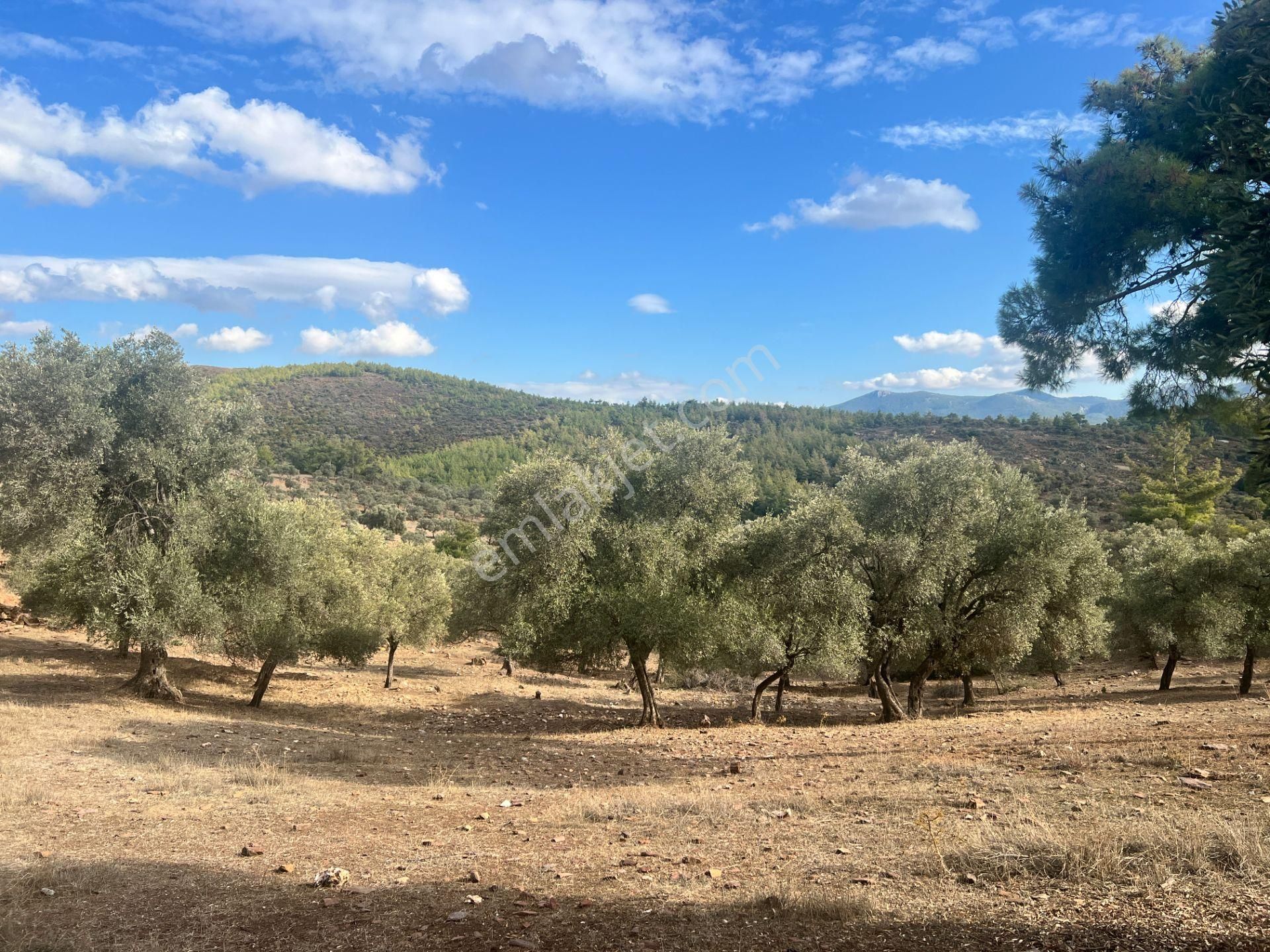 Muğla Bodrum Bahçeyakası'nda Anayola 105m Cepheli 6.186m² Arazi - Görsel 30