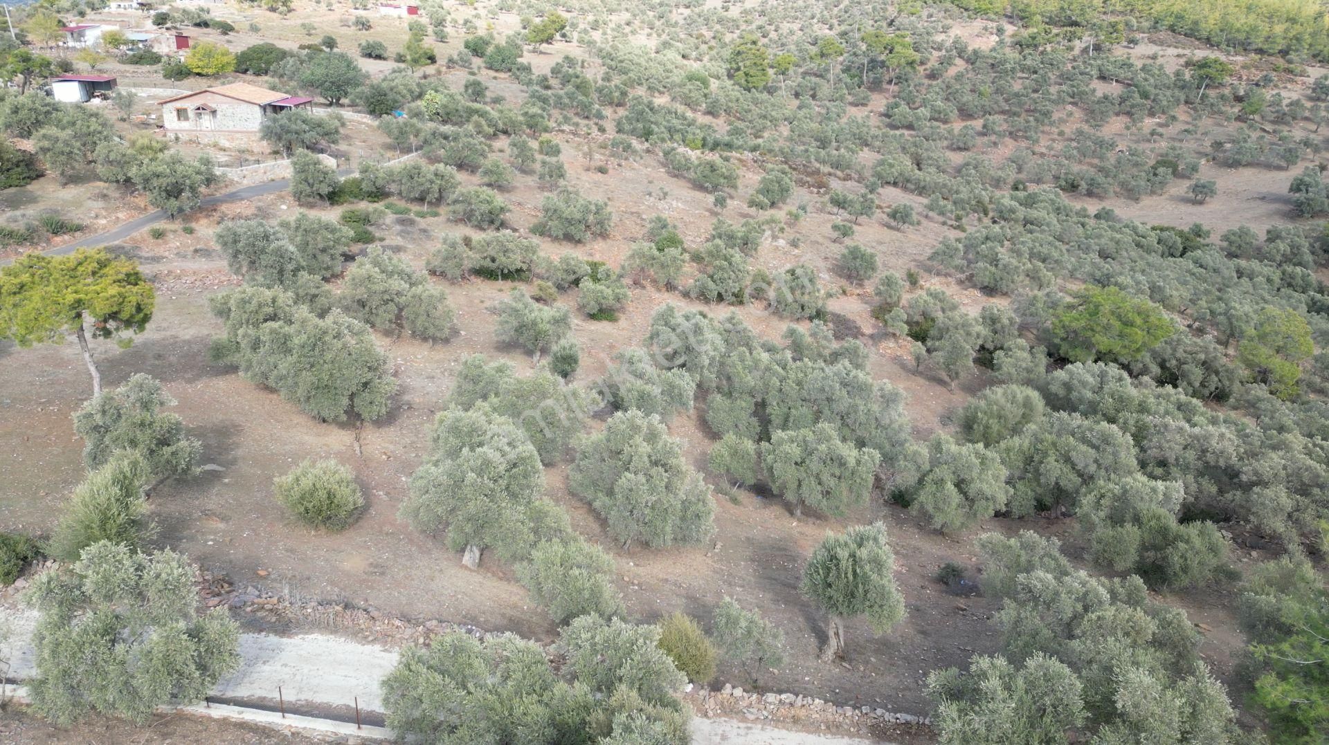 Muğla Bodrum Bahçeyakası'nda Anayola 105m Cepheli 6.186m² Arazi - Görsel 11