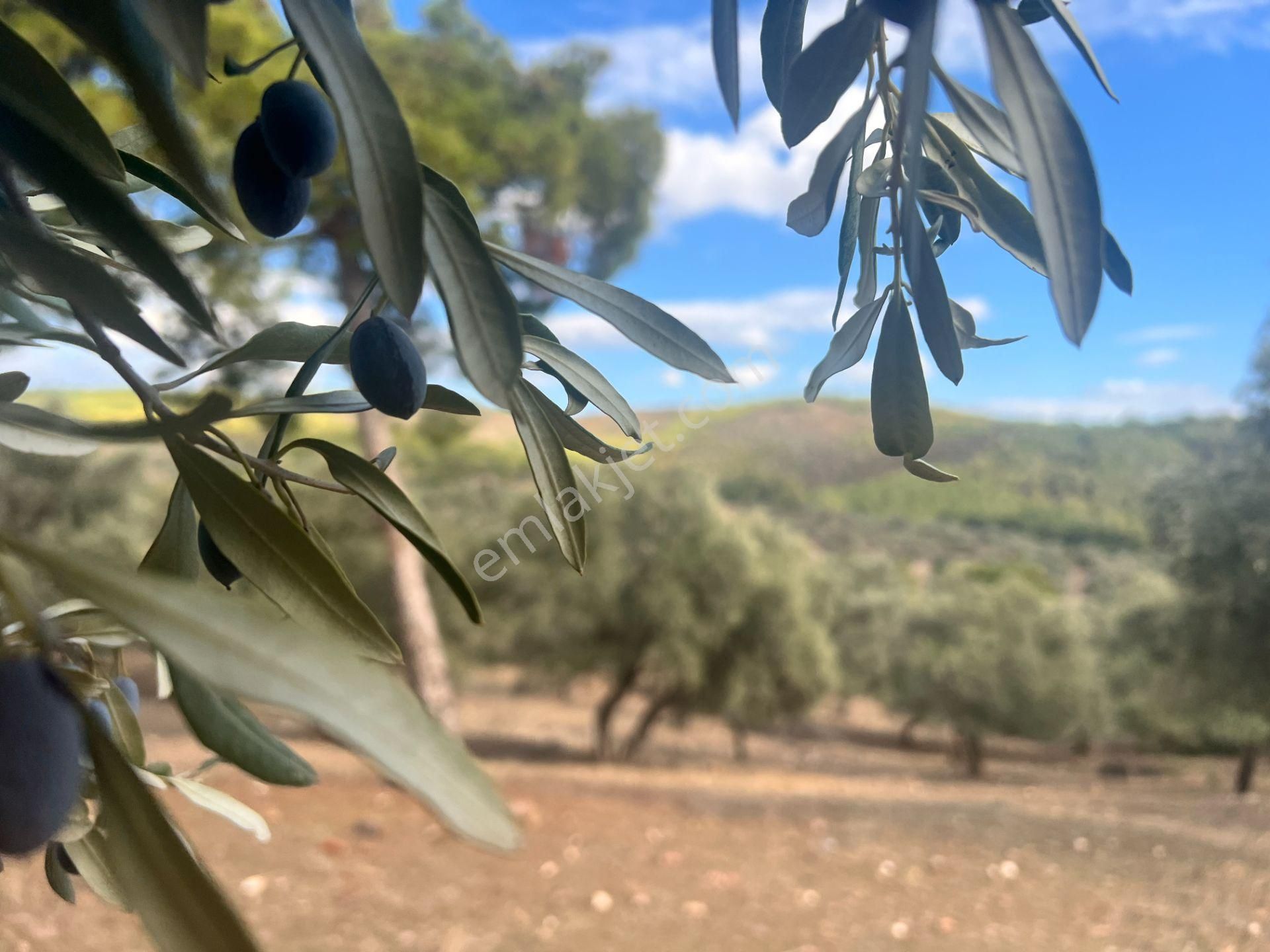 Muğla Bodrum Bahçeyakası'nda Anayola 105m Cepheli 6.186m² Arazi - Görsel 23
