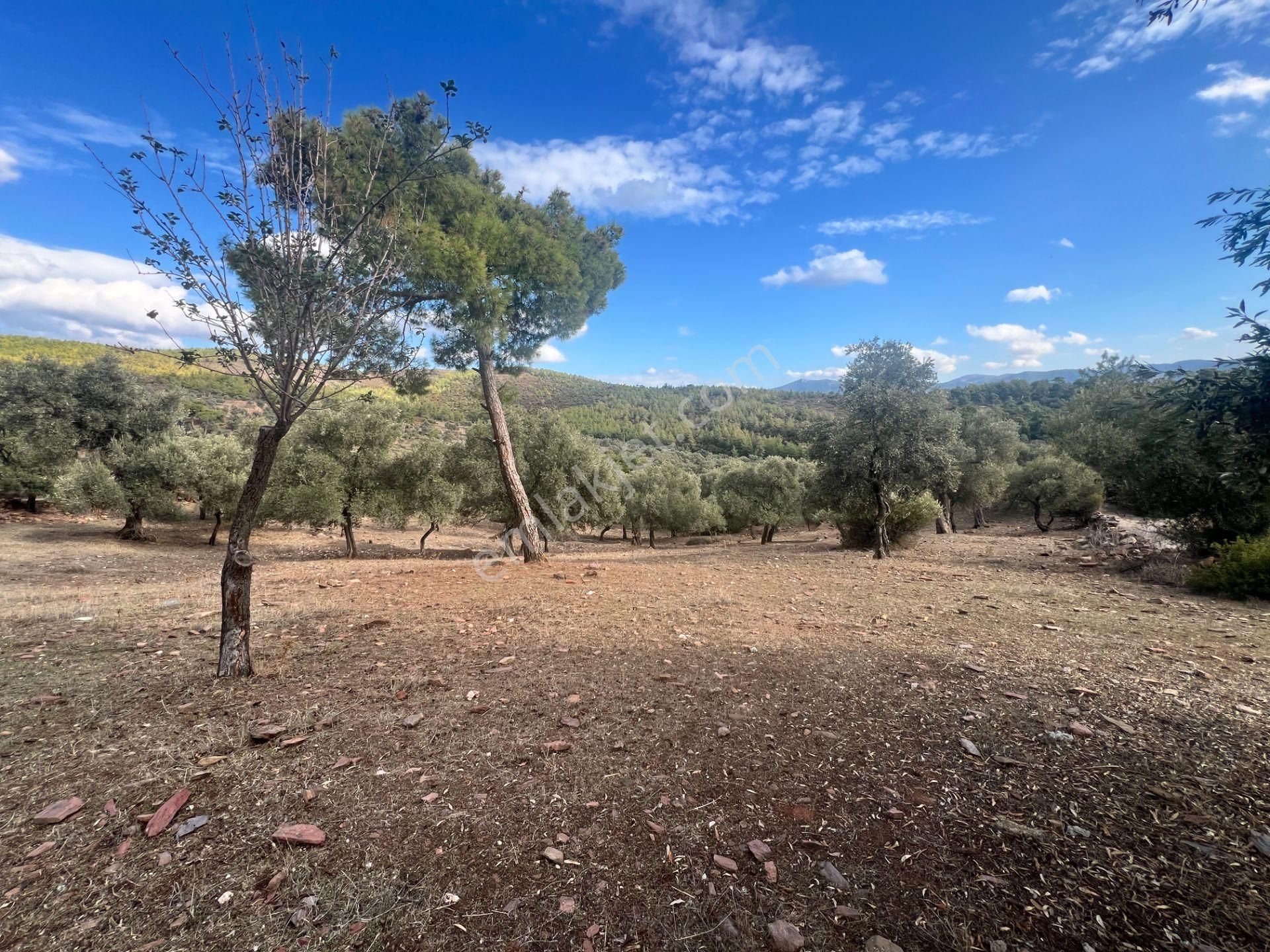 Muğla Bodrum Bahçeyakası'nda Anayola 105m Cepheli 6.186m² Arazi - Görsel 28