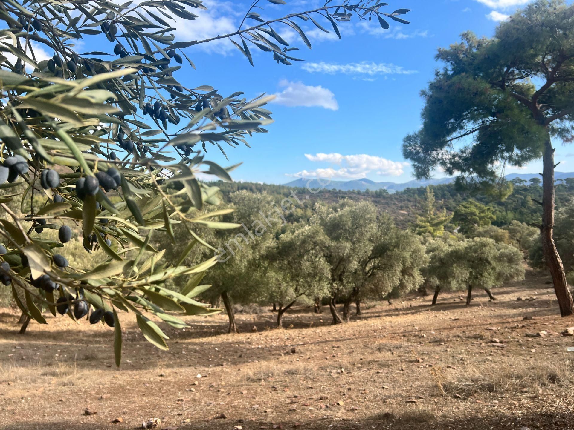 Muğla Bodrum Bahçeyakası'nda Anayola 105m Cepheli 6.186m² Arazi - Görsel 31