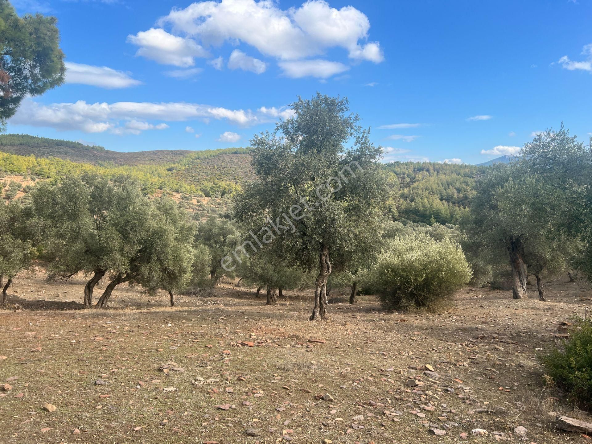 Muğla Bodrum Bahçeyakası'nda Anayola 105m Cepheli 6.186m² Arazi - Görsel 21