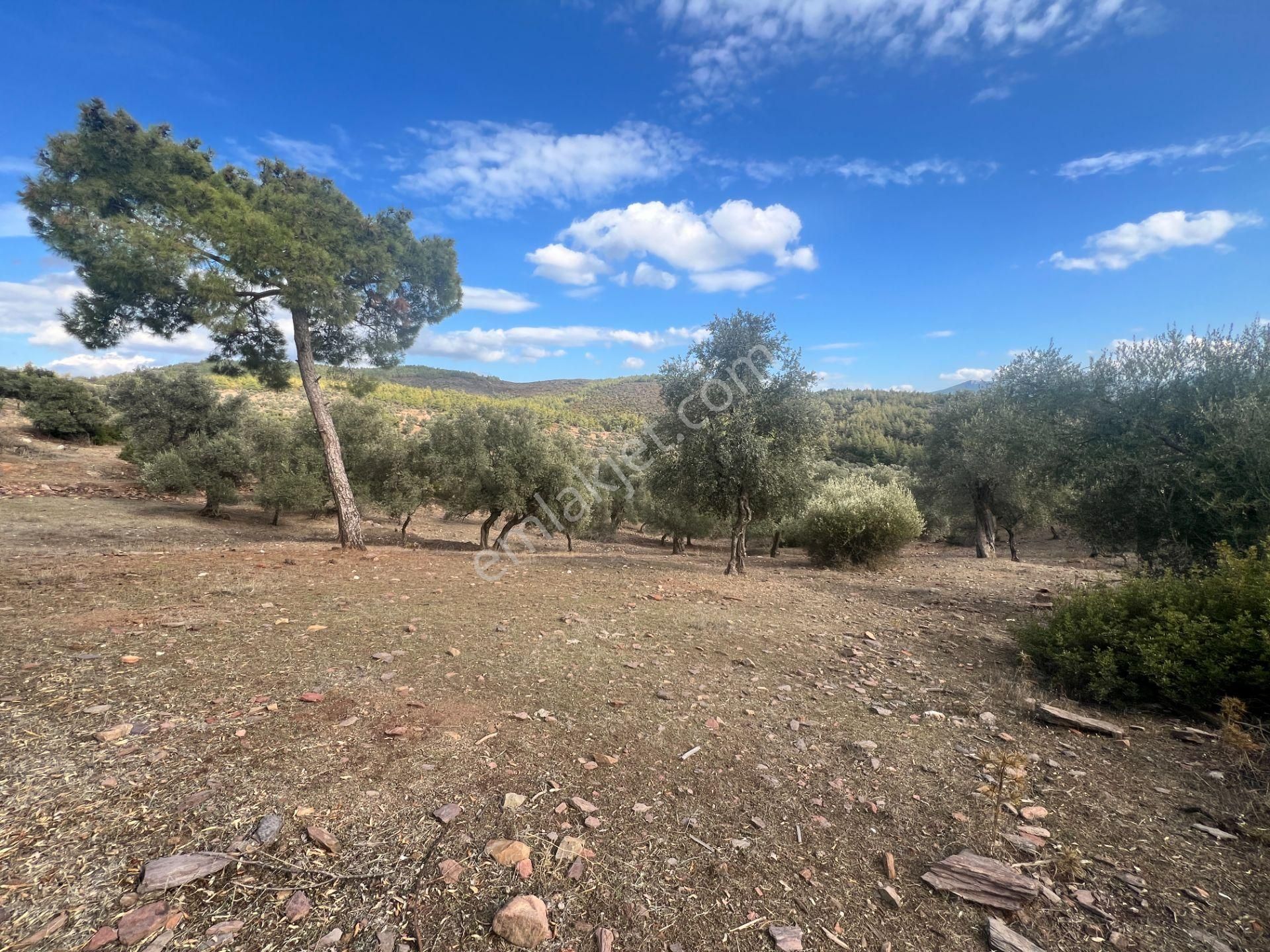 Muğla Bodrum Bahçeyakası'nda Anayola 105m Cepheli 6.186m² Arazi - Görsel 20