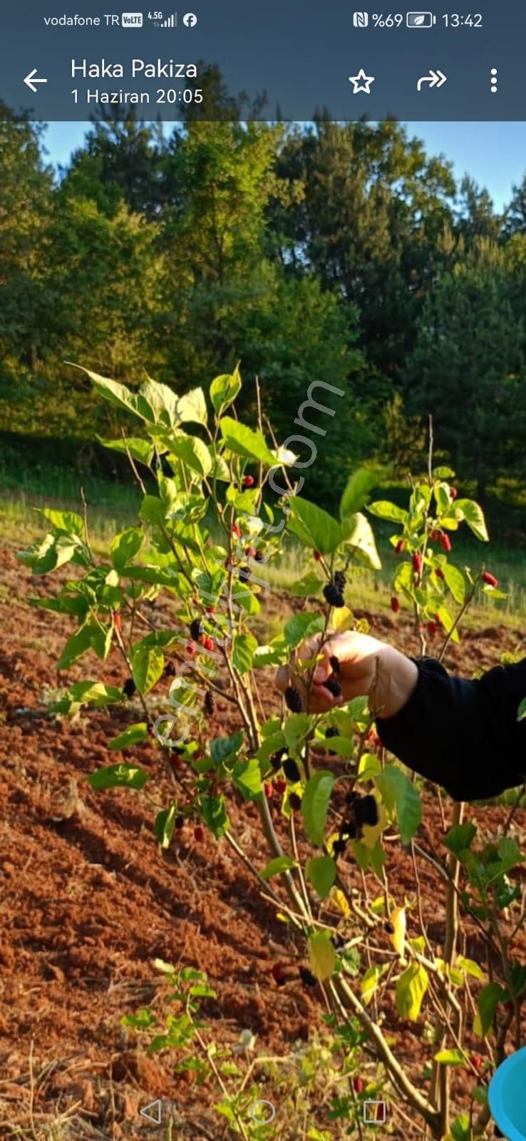 Nilvest Gayrimenkul Güvencesi İle Kestel Ümitalan Satlık Tarla - Görsel 10