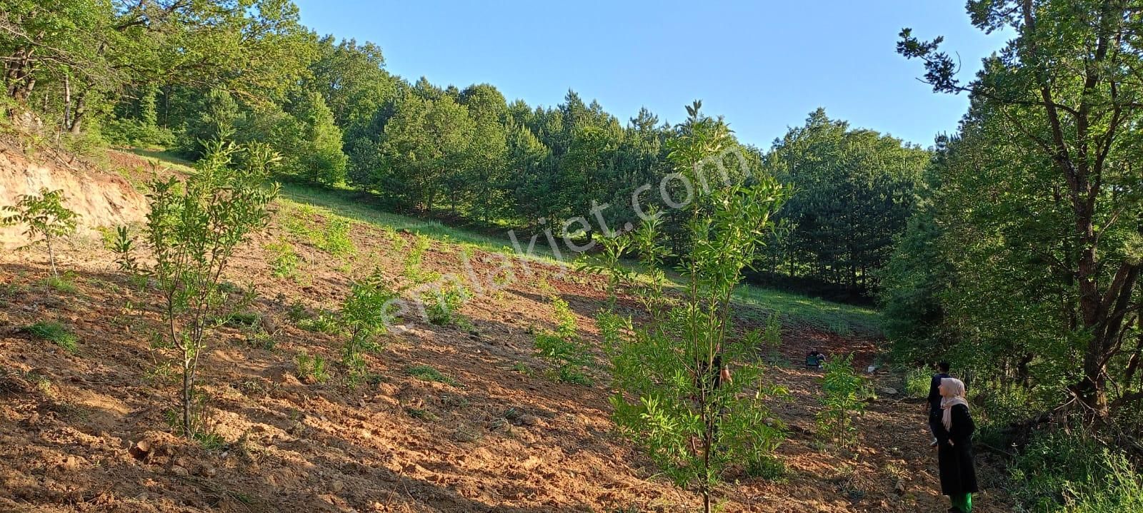 Nilvest Gayrimenkul Güvencesi İle Kestel Ümitalan Satlık Tarla - Görsel 6