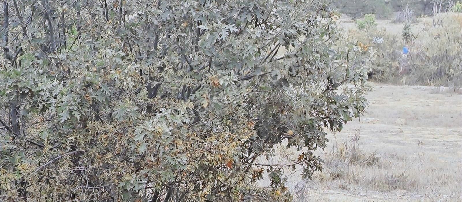 Konya Beyşehir Üzümlü De Satılık Tek Tapu Bağ Yeri 1054m - Görsel 16