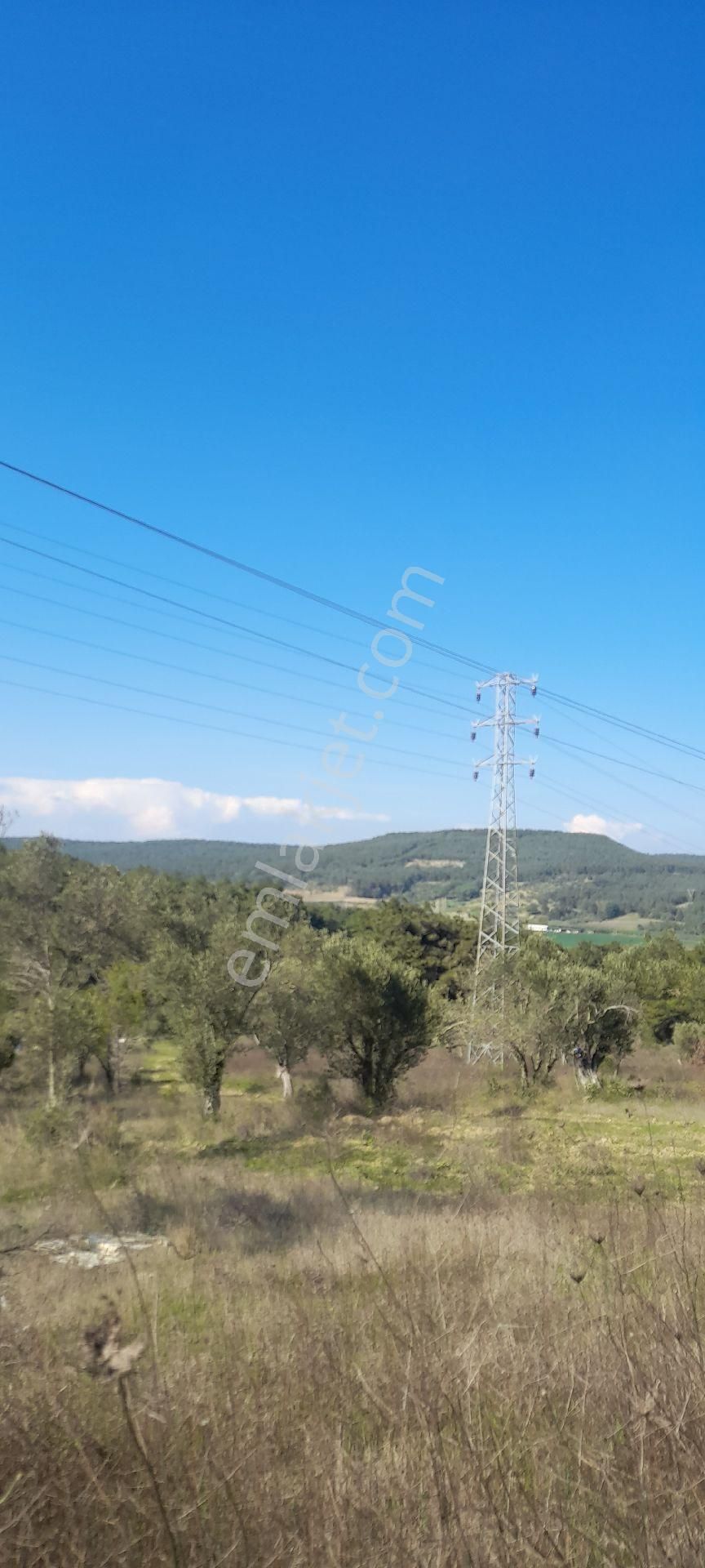 Eceabat Bigalı Köyünde Orman İçinde Çiftlik Yapmaya Uygun 30 Dönüm Arazi/zeytinlik - Görsel 9