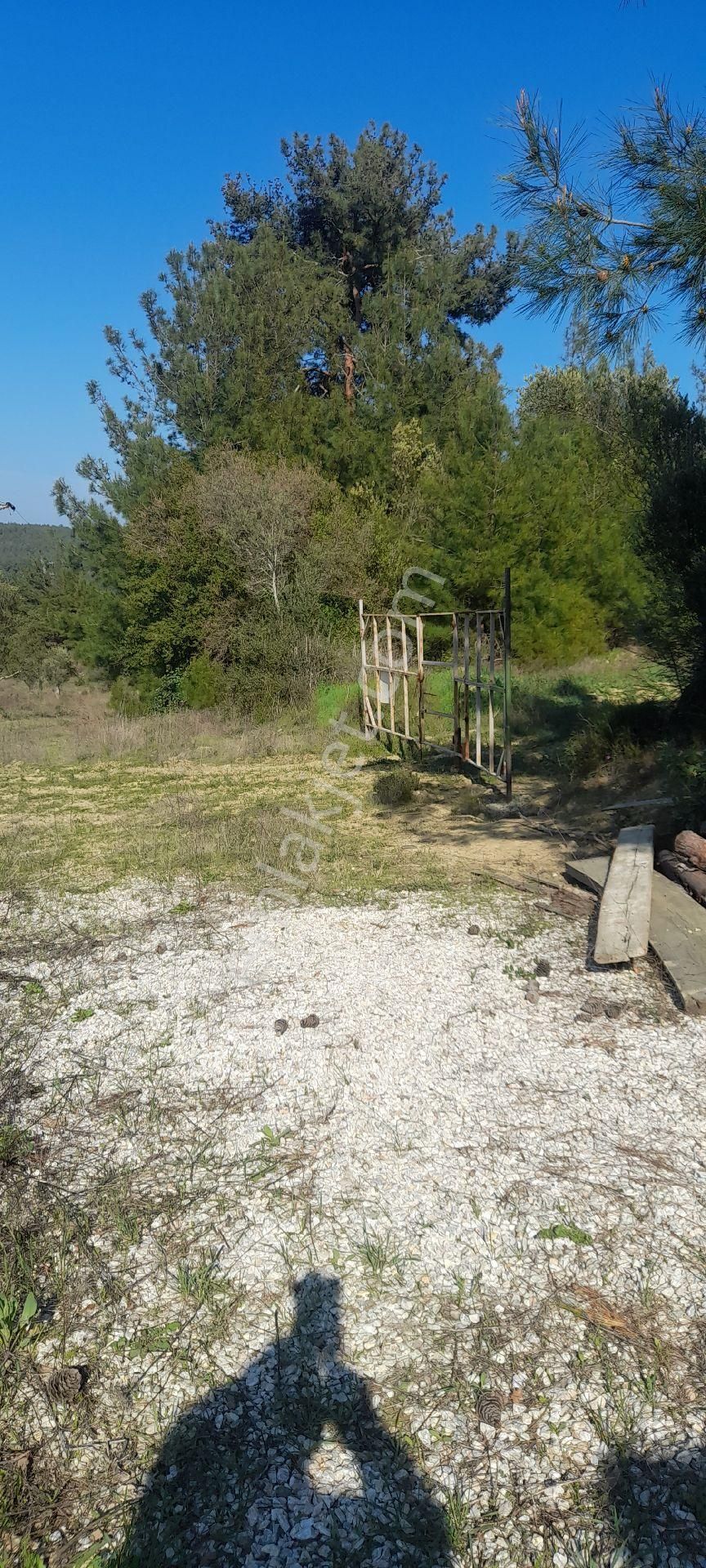 Eceabat Bigalı Köyünde Orman İçinde Çiftlik Yapmaya Uygun 30 Dönüm Arazi/zeytinlik - Görsel 8