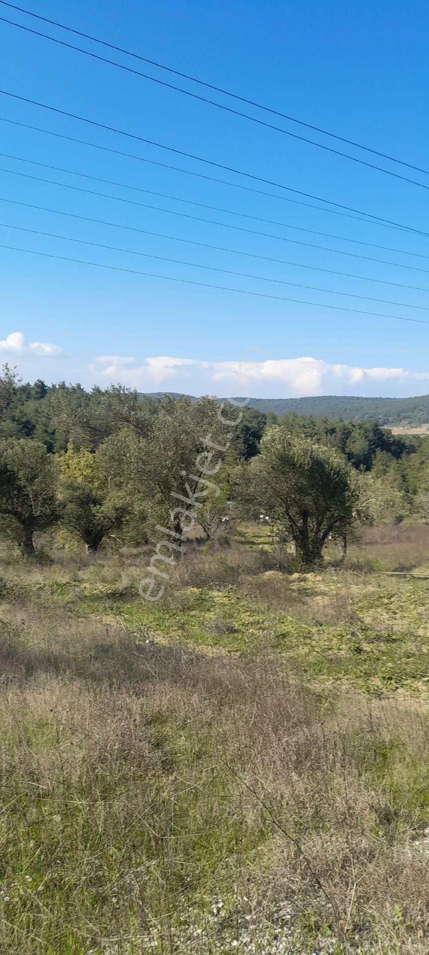 Eceabat Bigalı Köyünde Orman İçinde Çiftlik Yapmaya Uygun 30 Dönüm Arazi/zeytinlik - Görsel 3