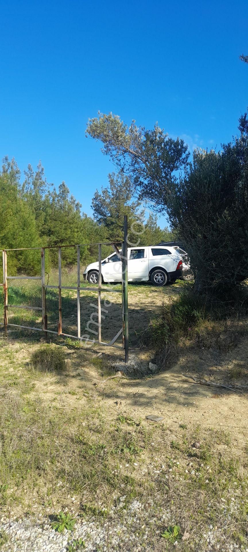 Eceabat Bigalı Köyünde Orman İçinde Çiftlik Yapmaya Uygun 30 Dönüm Arazi/zeytinlik - Görsel 2