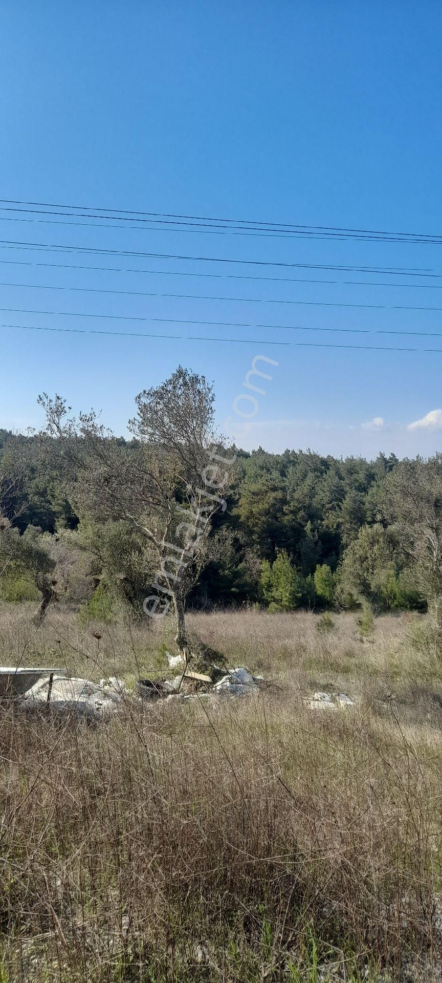 Eceabat Bigalı Köyünde Orman İçinde Çiftlik Yapmaya Uygun 30 Dönüm Arazi/zeytinlik - Görsel 6