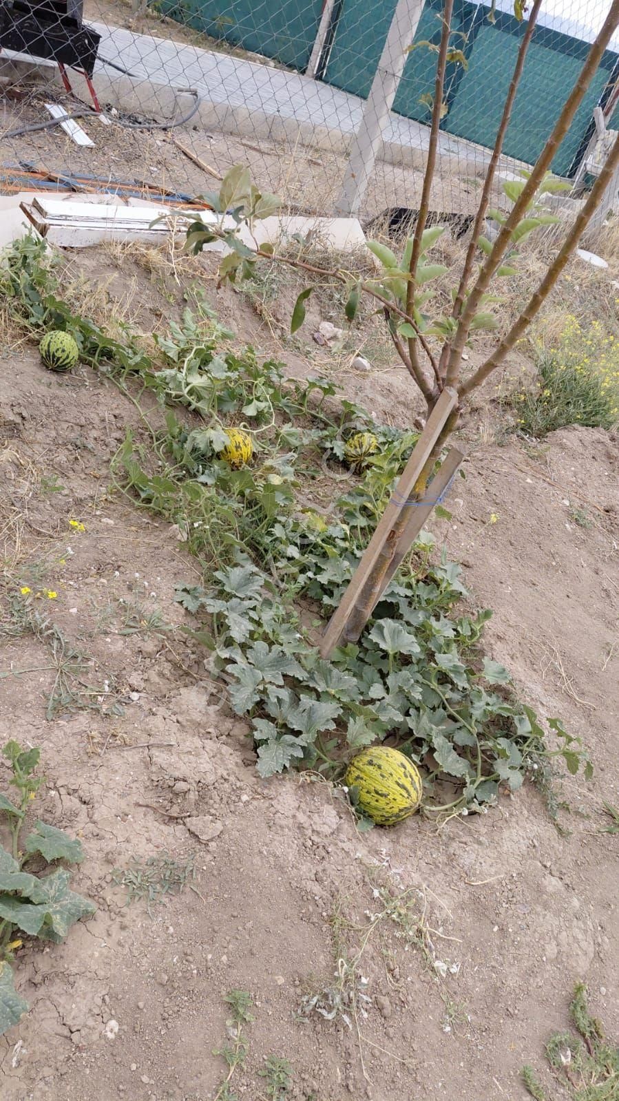 Batıkent Karacakayada Müstakil Hobi Evi Ve Bahçeli Arsa - Görsel 5