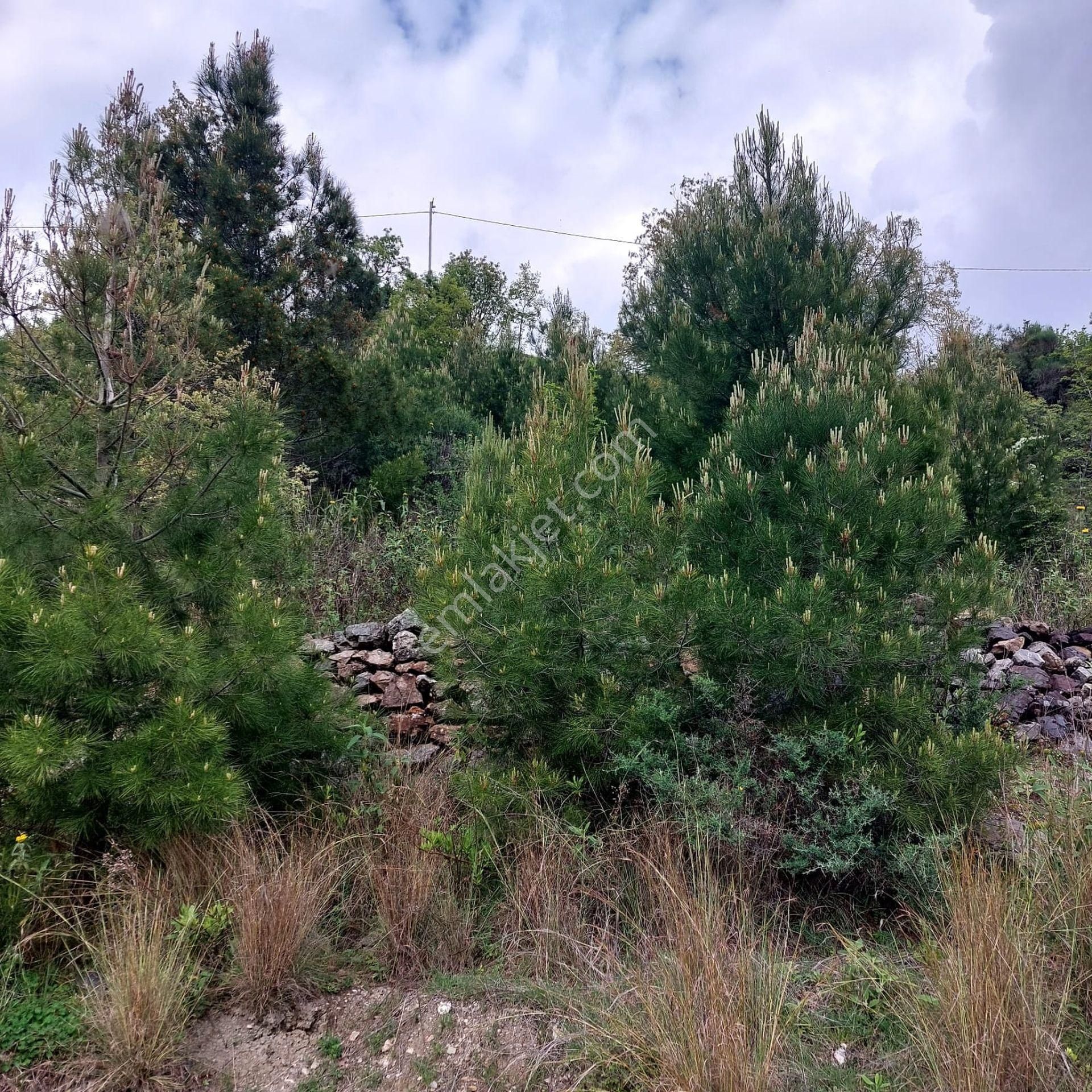 Acil Satılık Alanya Fakırcalı 1.455 M2 Tarla - Görsel 3