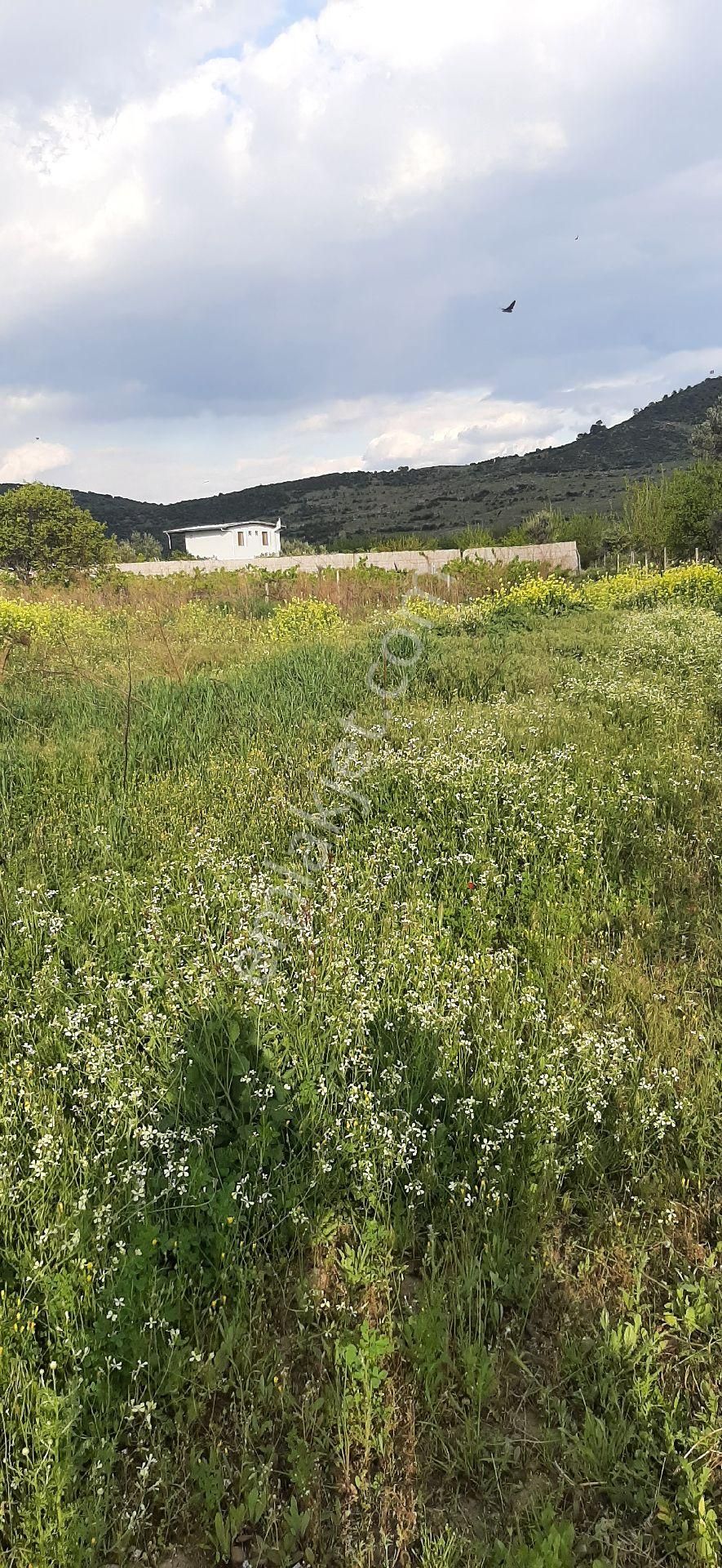Acele Satilik Emiralem Tarla - Görsel 24