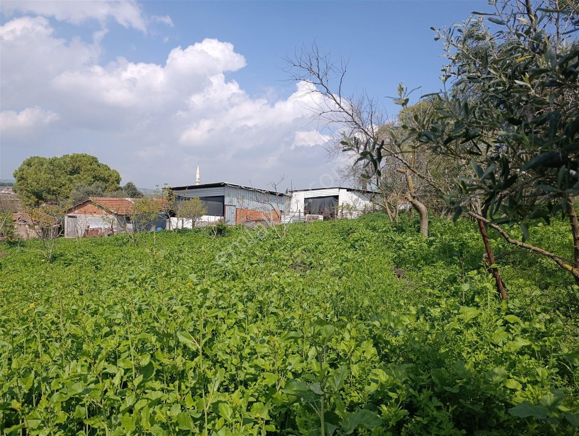 1.470 M2 Müstakil Köy Evi Arsa Meyve Bahçeli Bağ-bahçe Asmalıdere - Görsel 26