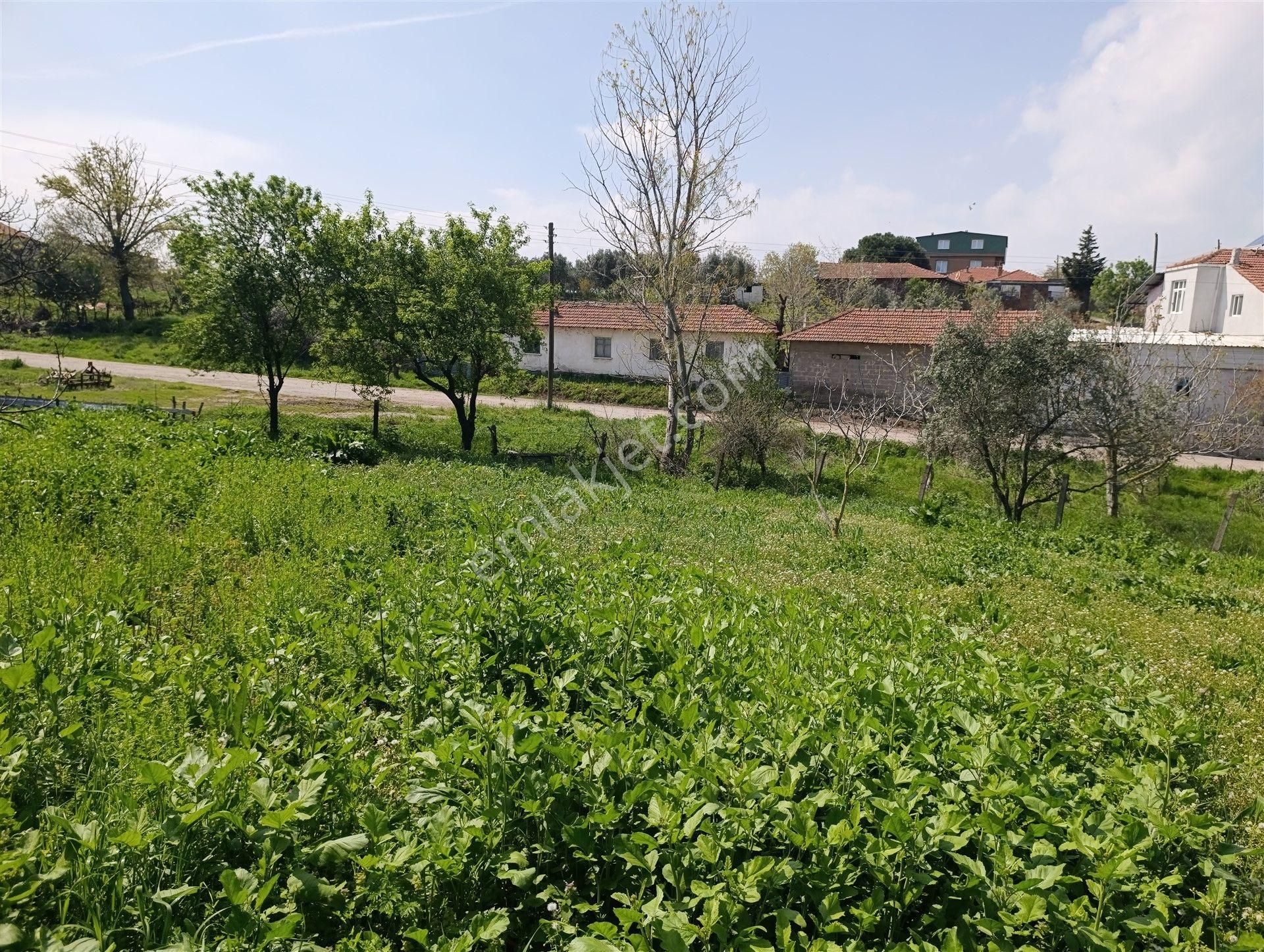 1.470 M2 Müstakil Köy Evi Arsa Meyve Bahçeli Bağ-bahçe Asmalıdere - Görsel 18