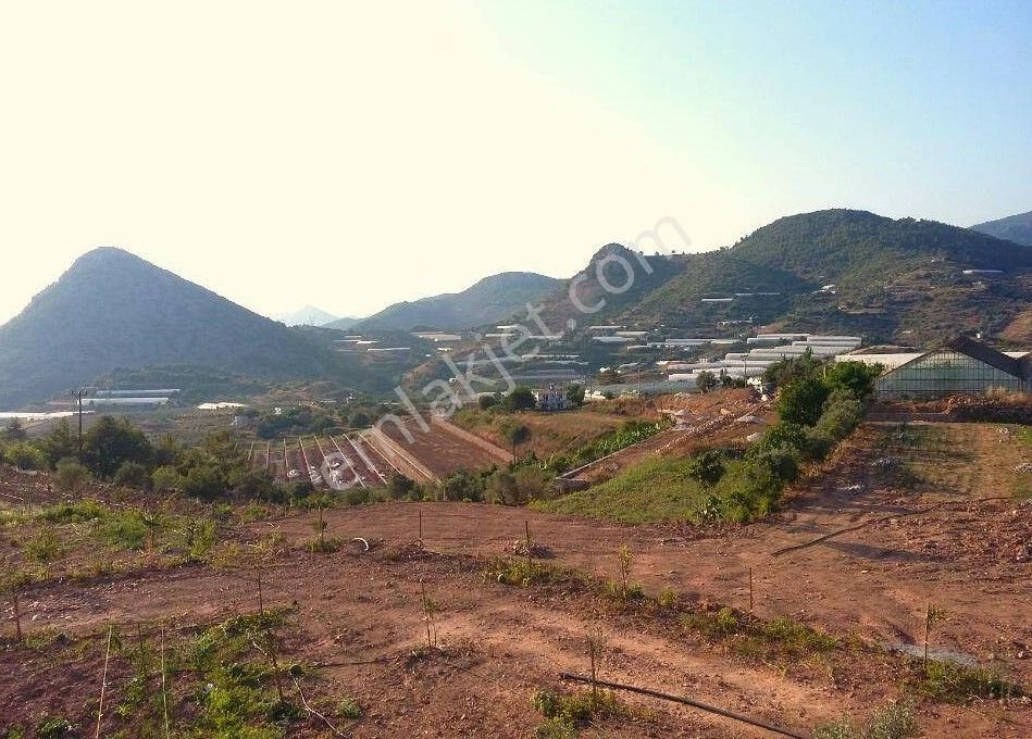 Acil Satılık Alanya Yeşilöz 100.000 M² Tarla - Görsel 4