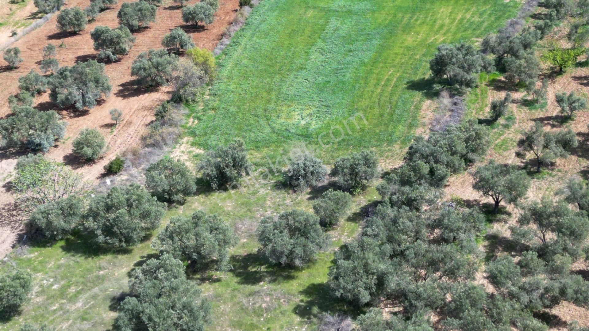 Çanakkale Dümrek Köyü Satılık Tarla Kelepir - Görsel 12