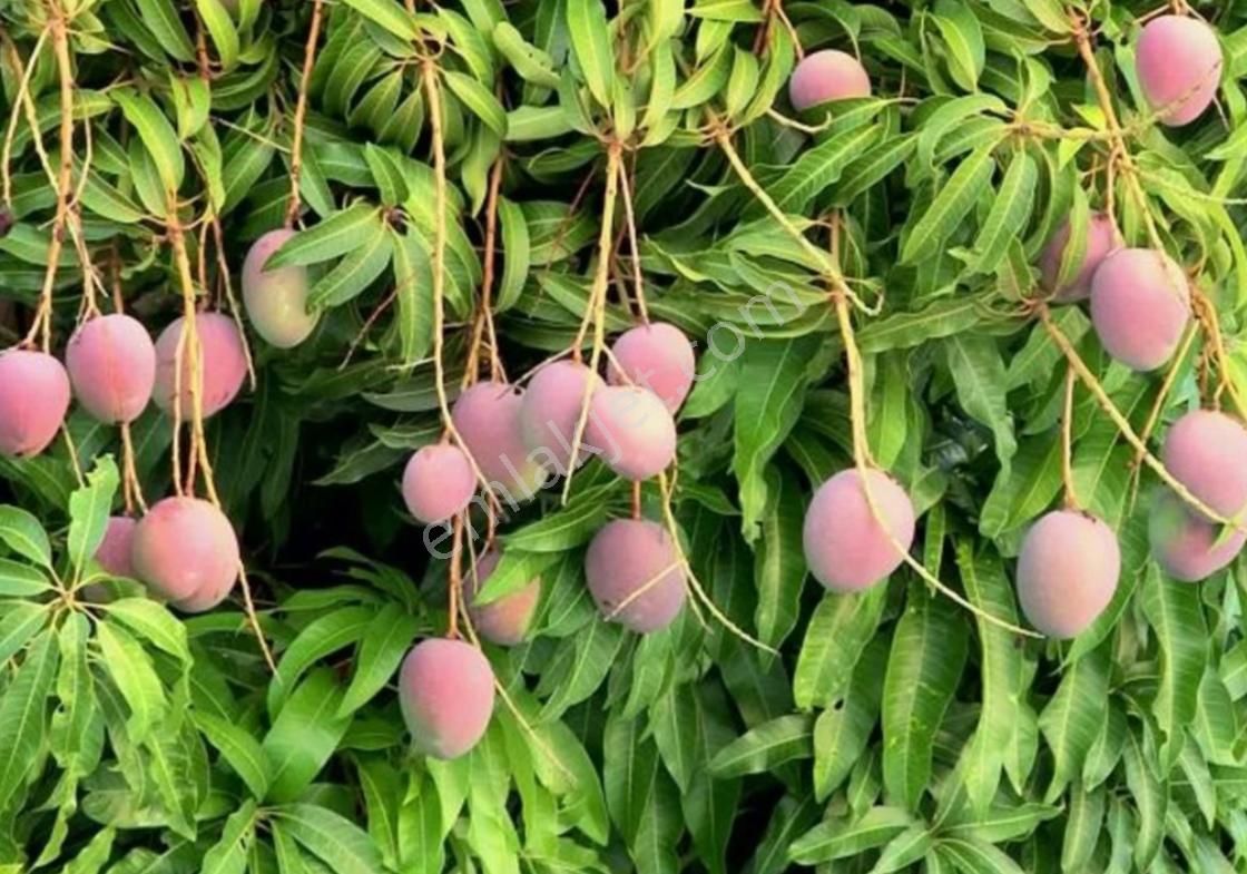 Acil Satılık Alanya Yeşilöz Muz Serası Ve Avokado Bahçesi - Görsel 4