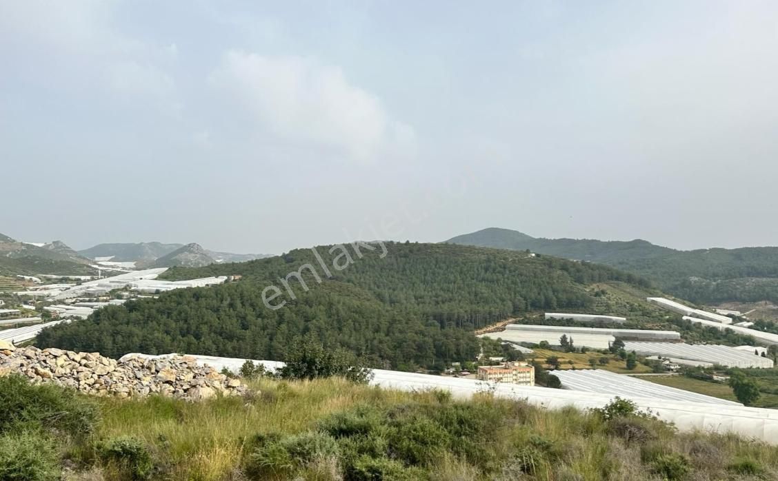 Acil Satılık Alanya Yeşilöz Muz Serası Ve Avokado Bahçesi - Görsel 6