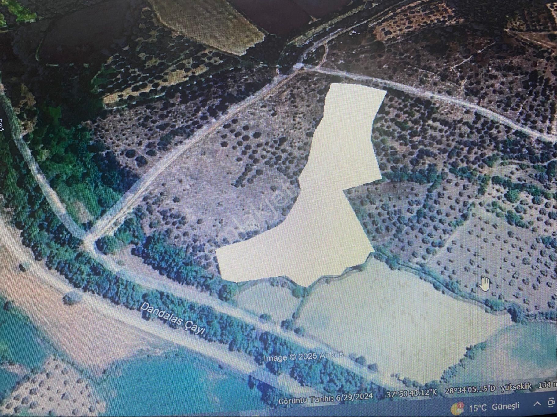 Yenicede 12,5 Dönüm Zeytinlik - Görsel 14