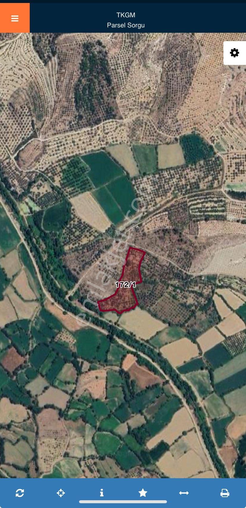 Yenicede 12,5 Dönüm Zeytinlik - Görsel 9
