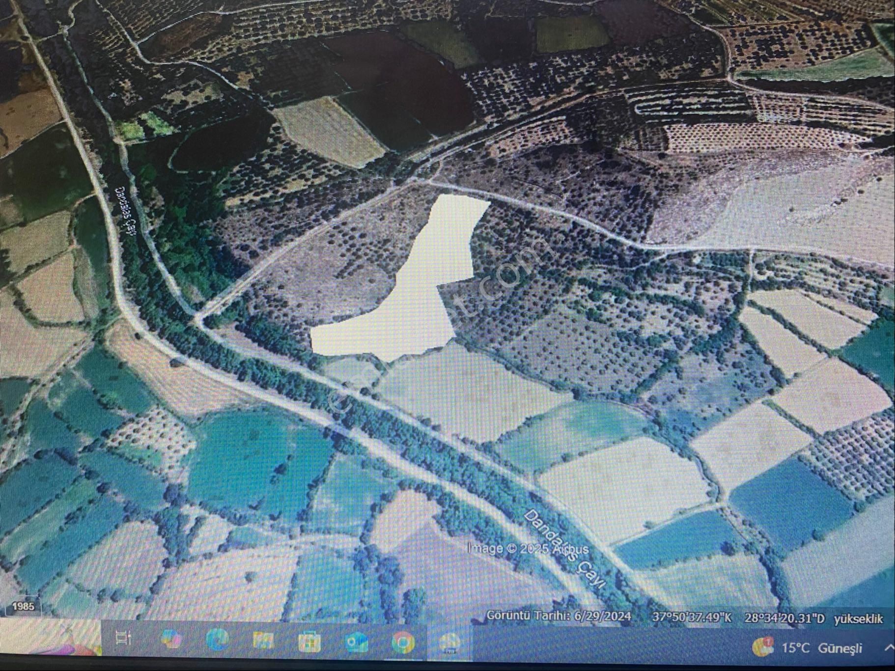Yenicede 12,5 Dönüm Zeytinlik - Görsel 13