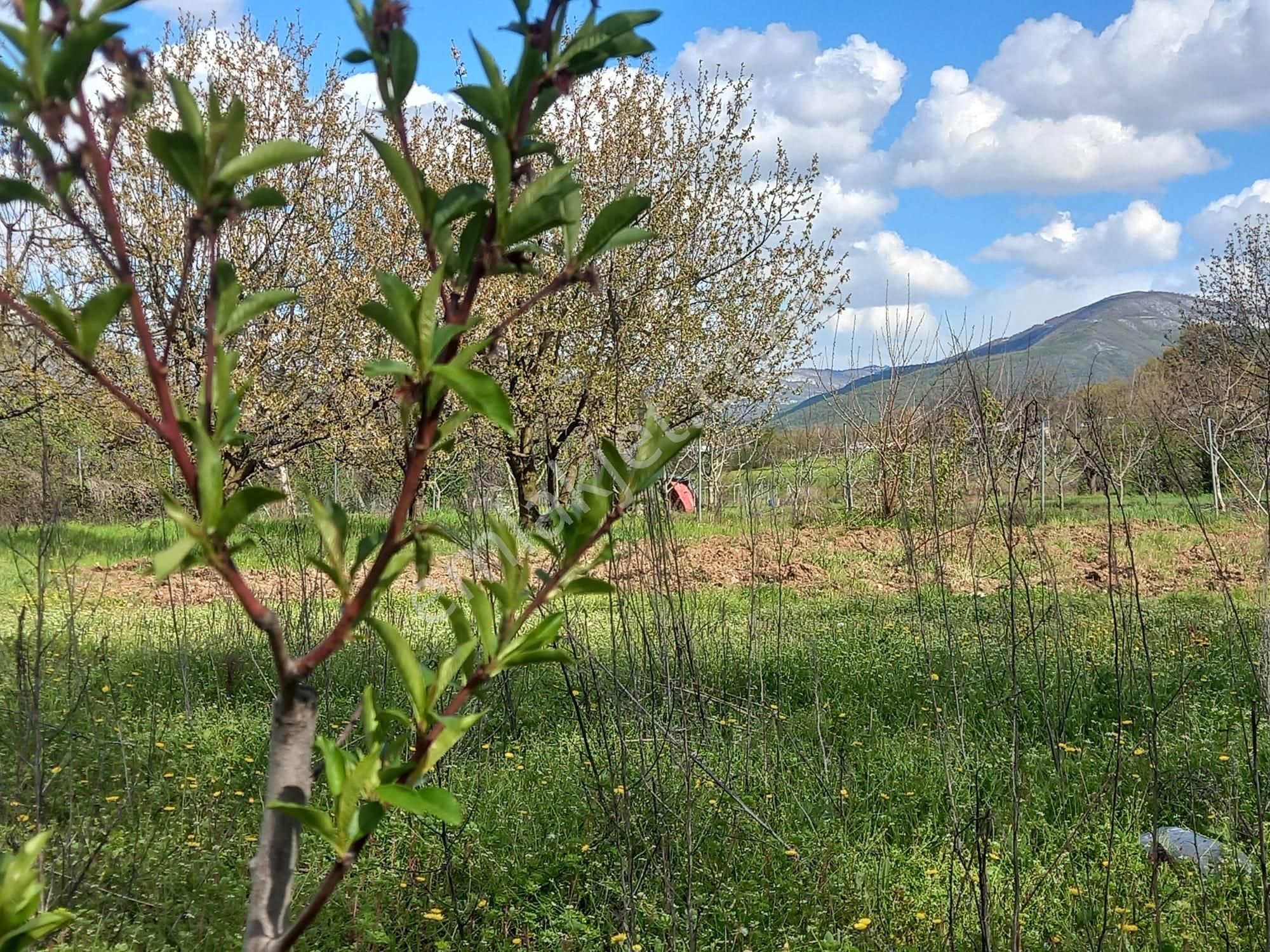 Roma' Dan Çitli' De Bağ Evi Olan Satılık Tarla - Görsel 11