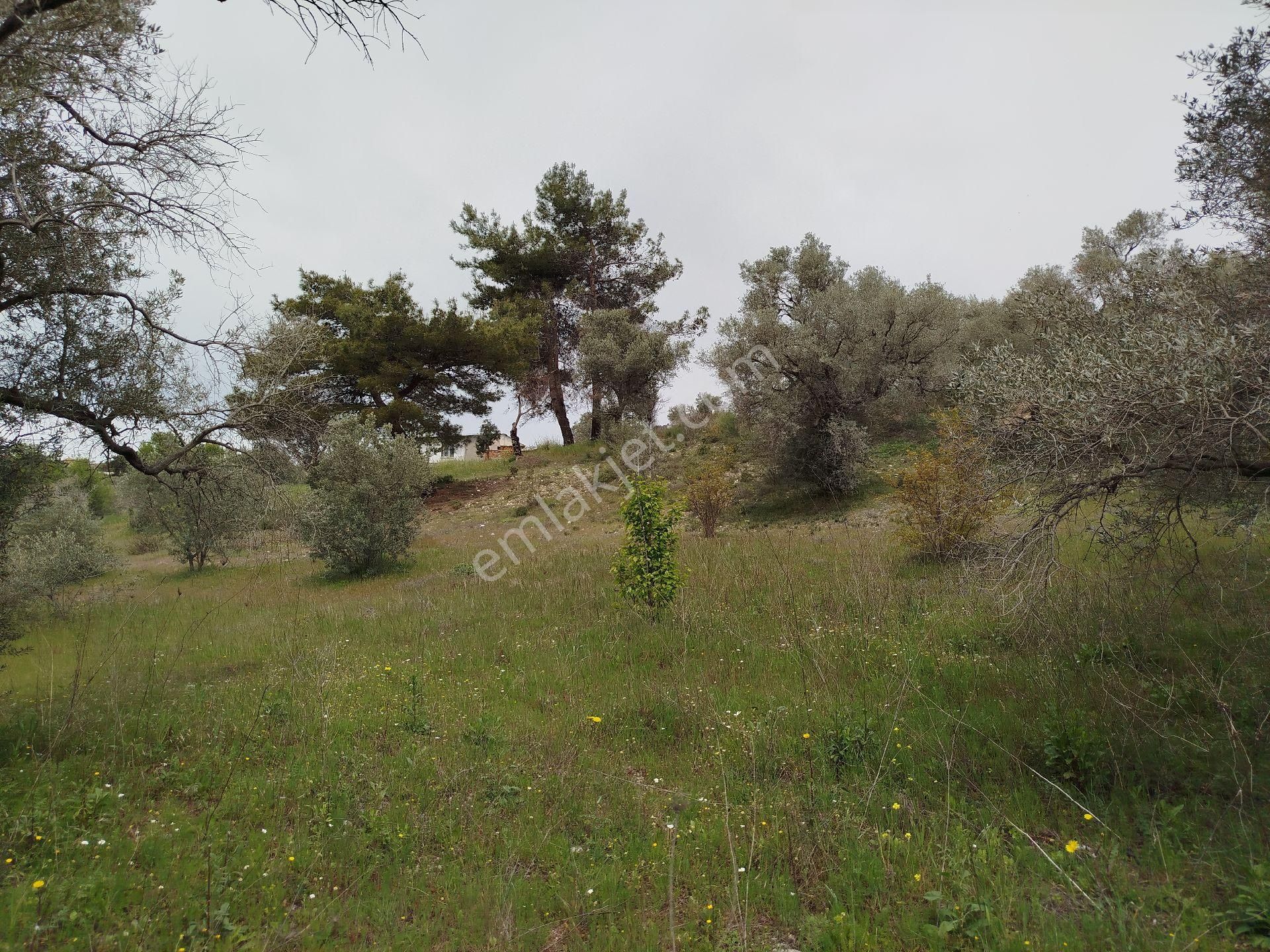 Buca Doğancılar 5750 Mk Mirastan İse İçinde 2+1 65mk Var - Görsel 18