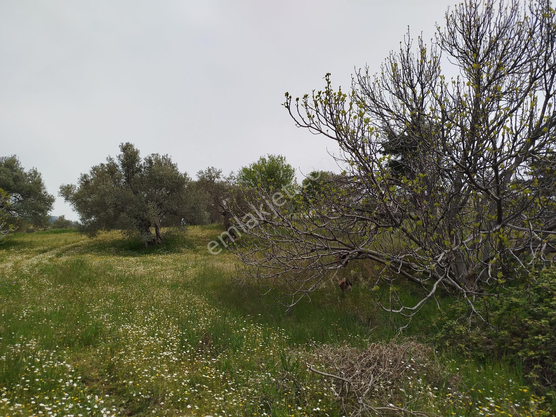 Buca Doğancılar 5750 Mk Mirastan İse İçinde 2+1 65mk Var - Görsel 12